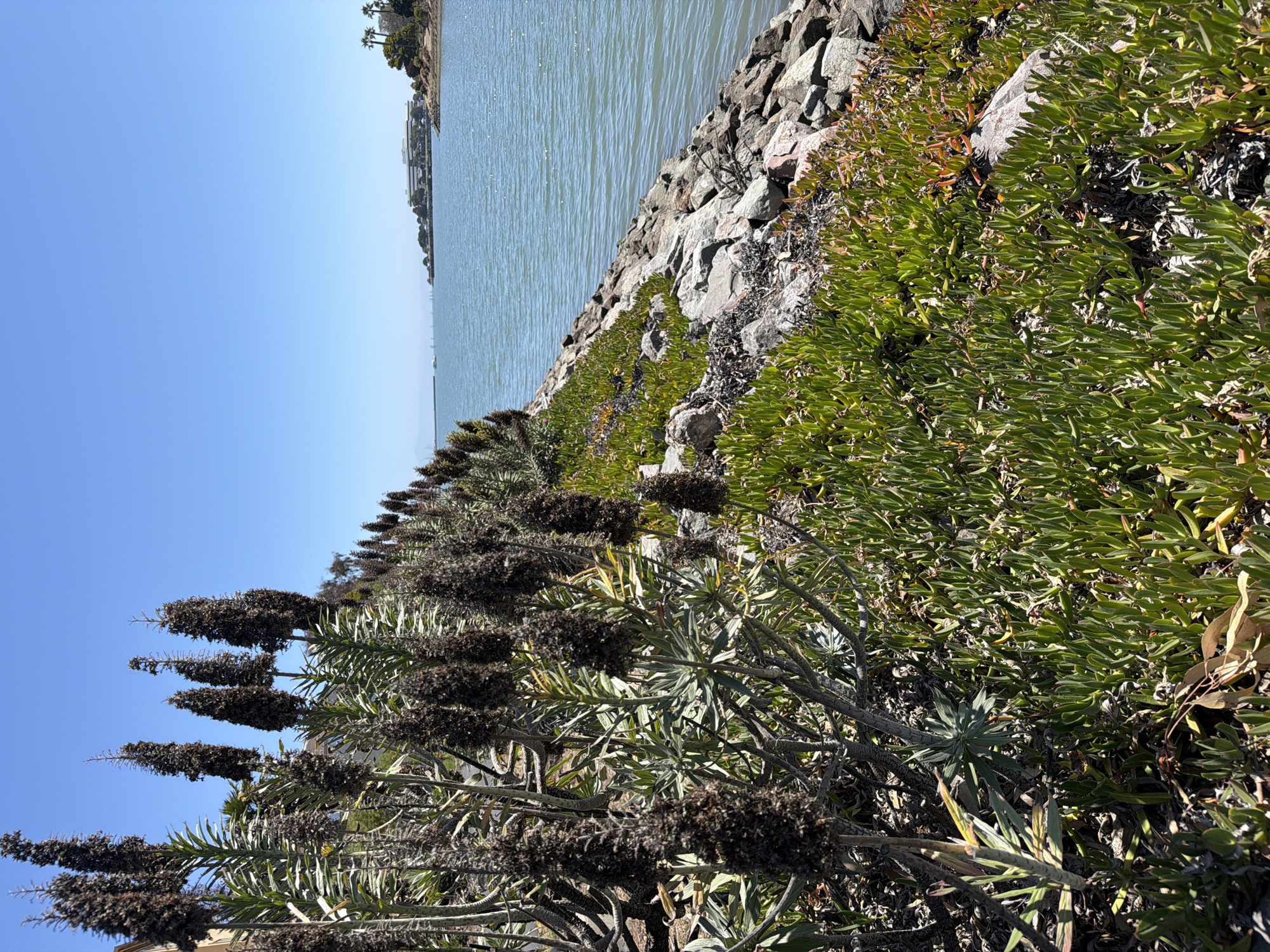 This is a landscape photograph taken outdoors on a sunny day. The image depicts a rocky shoreline next to a body of calm, blue water. The shoreline is lined with lush green vegetation, including succulents and flowering plants with tall, dark flower spikes. In the distance, across the water, is a treelined horizon with buildings and what appear to be palm trees, suggesting a coastal or bayside urban environment. The sky is clear and a vibrant blue, indicating fair weather and likely mid-day to late afternoon lighting, given the bright sun and distinct shadows. The overall scene evokes a peaceful, natural setting within a developed area. No people, text, or specific events are visible.