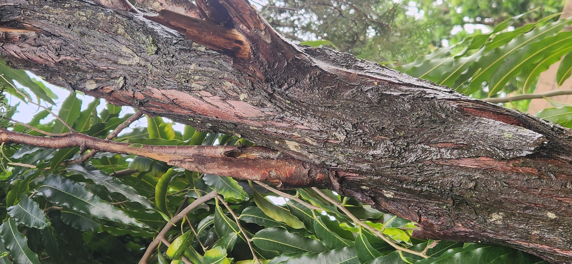 A close-up shot focuses on the bark of a tree in an outdoor setting, possibly a garden or park in Jos, Nigeria. The tree trunk is textured with dark, rough bark that appears wet, with streaks of reddish-brown visible beneath some peeling sections. There are several branches emerging from the trunk, some of which are broken or damaged, exposing lighter wood. Lush green leaves from the same or a nearby tree frame the left side of the image, with their wavy edges and prominent veins clearly visible. The background is blurred, suggesting a shallow depth of field, and shows hints of other trees and possibly a structure. The lighting suggests an overcast day, as there are no strong shadows. No people are present in the image.