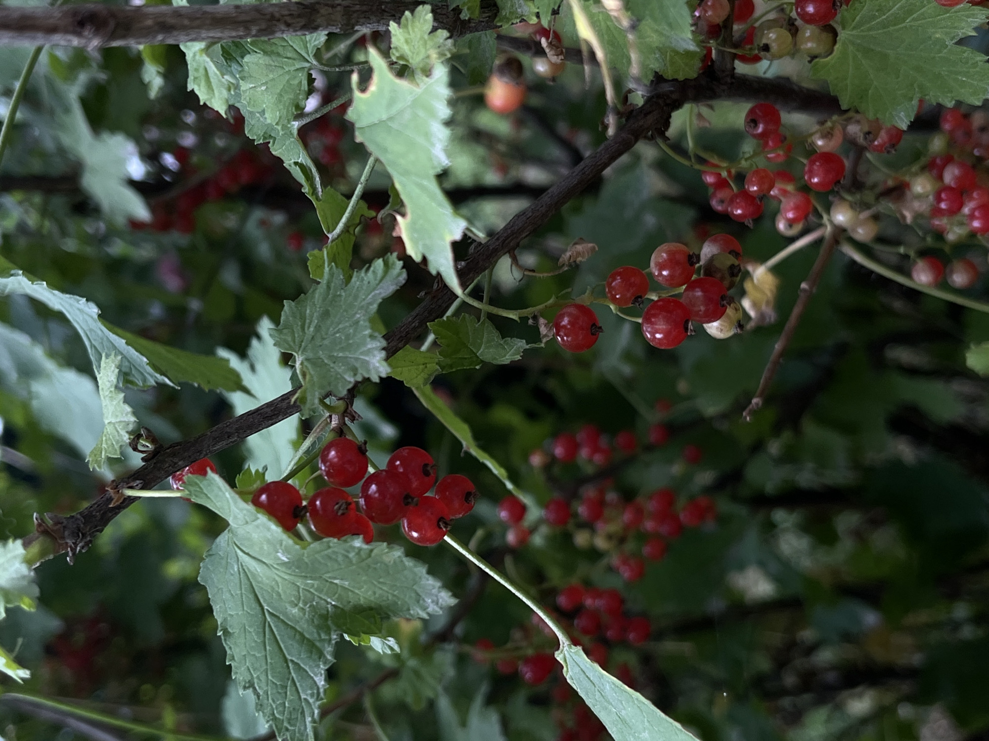 The image shows a close-up view of red currants on a branch. Several clusters of bright red berries are visible, some still attached to the plant with their green stems. The currants are round and plump, with a glossy surface. The leaves of the currant bush are a deep green, with a slightly serrated edge. Some of the leaves appear to be slightly dried or damaged at the edges. The background is a blur of green foliage and more red currants, suggesting the plant is laden with fruit. The lighting suggests it is daytime, likely outdoors. The overall impression is of a natural, healthy plant bearing ripe fruit. There is no visible text in the image. The location context is Lviv, Ukraine.