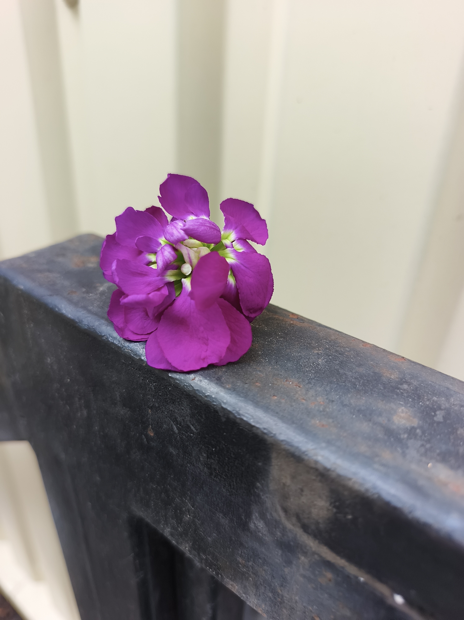 The image displays a cluster of small, vibrant purple flowers resting on a dark, textured metallic beam. The flowers, exhibiting multiple petals and a light-green and white central pistil, are positioned slightly to the right of the frame's center on the upper surface of the beam. The metal object shows signs of wear and minor surface rust, with a matte finish. In the blurred background, a light beige or off-white wall with subtle vertical panel lines is visible. The scene, located in the city of Kyiv, Ukraine, is illuminated by diffused light, highlighting the deep magenta tones of the petals against the darker foreground and soft background. No people, actions, or specific interactions are depicted.