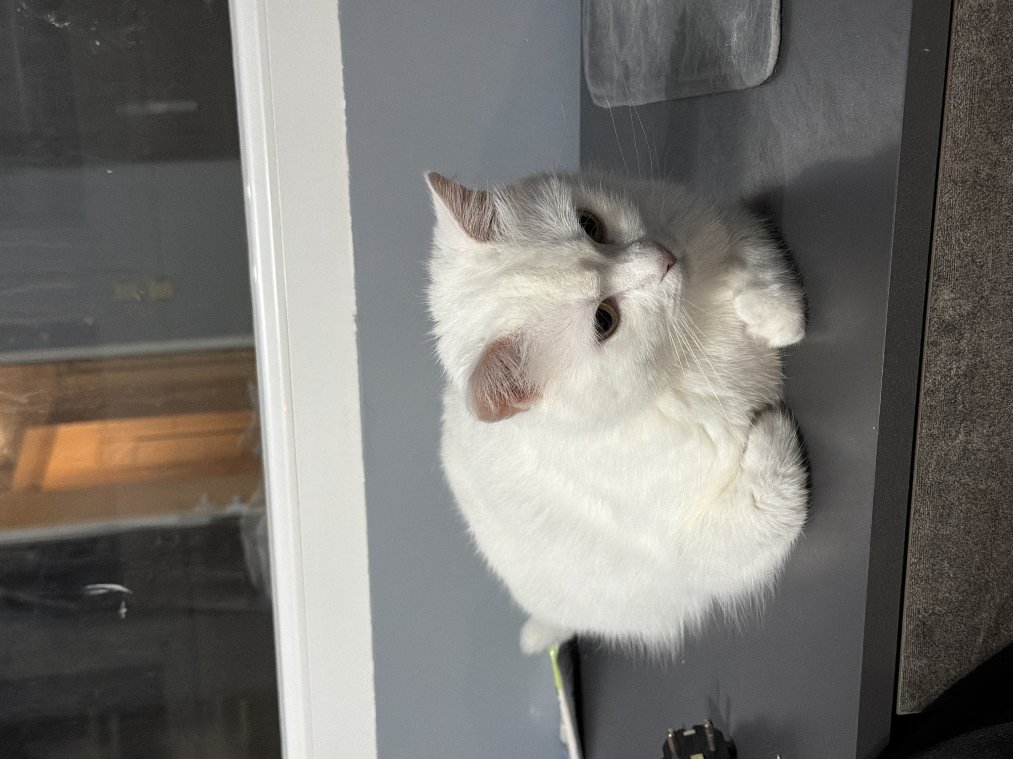 A white cat is resting on a dark gray surface, possibly a desk or countertop. The cat is facing to the right with its head slightly bowed, and its eyes are open and looking down. Its front paws are tucked underneath its body. The background shows a reflection in a window, revealing what appears to be a room with warm lighting and possibly wooden elements. The environment suggests an indoor setting. There are no people or interactions visible in the image. There is no information in the image to suggest the location is Burgas, Bulgaria.