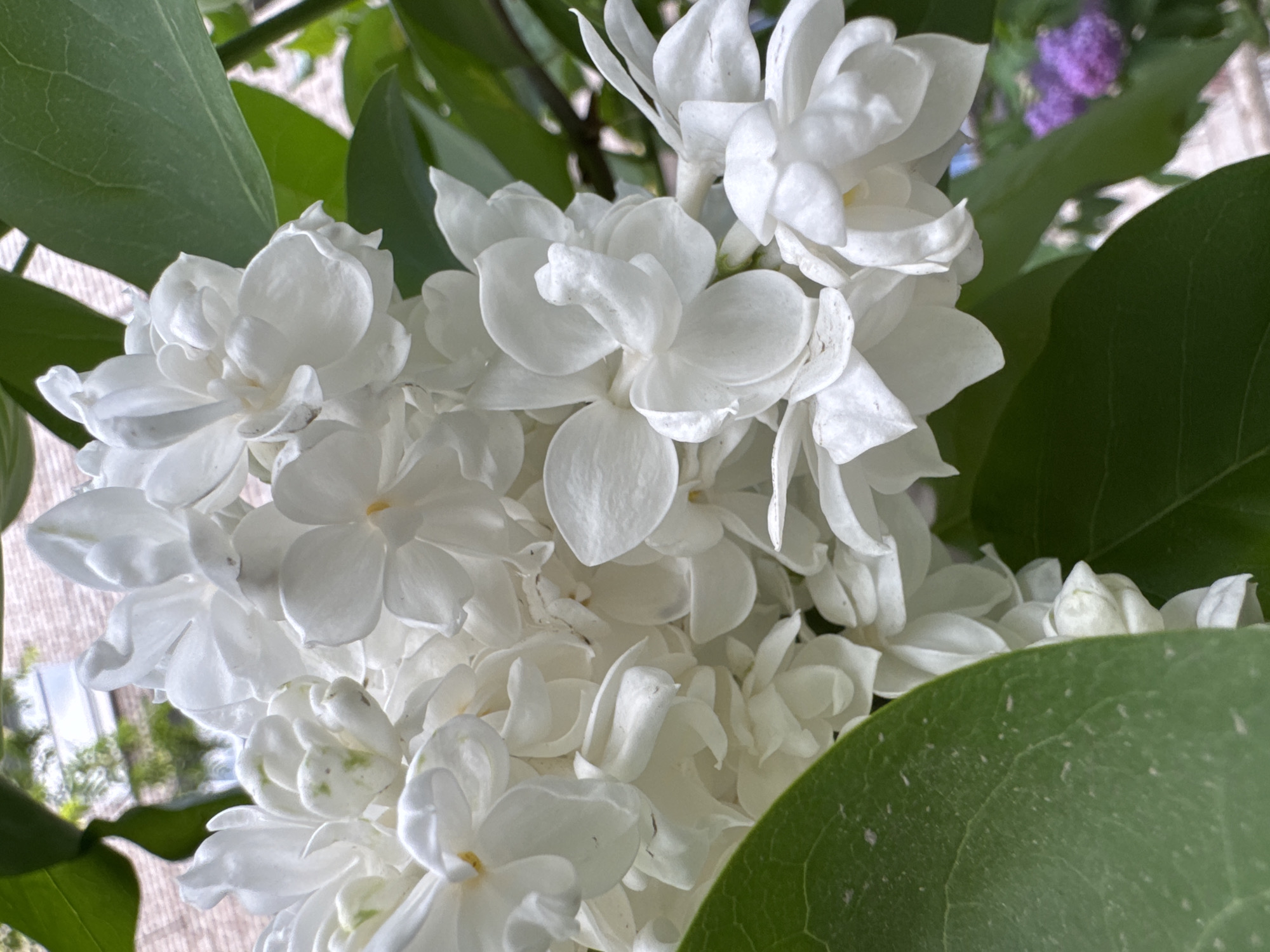 The image features a close-up view of a cluster of white flowers, possibly lilacs or a similar flowering plant, surrounded by green leaves. The flowers are the focal point, exhibiting a delicate, multi-petaled structure. The setting suggests an indoor environment, potentially a home or greenhouse. The location in the city of Kryvyi Rih, Ukraine is not discernible from the visual elements in the image.