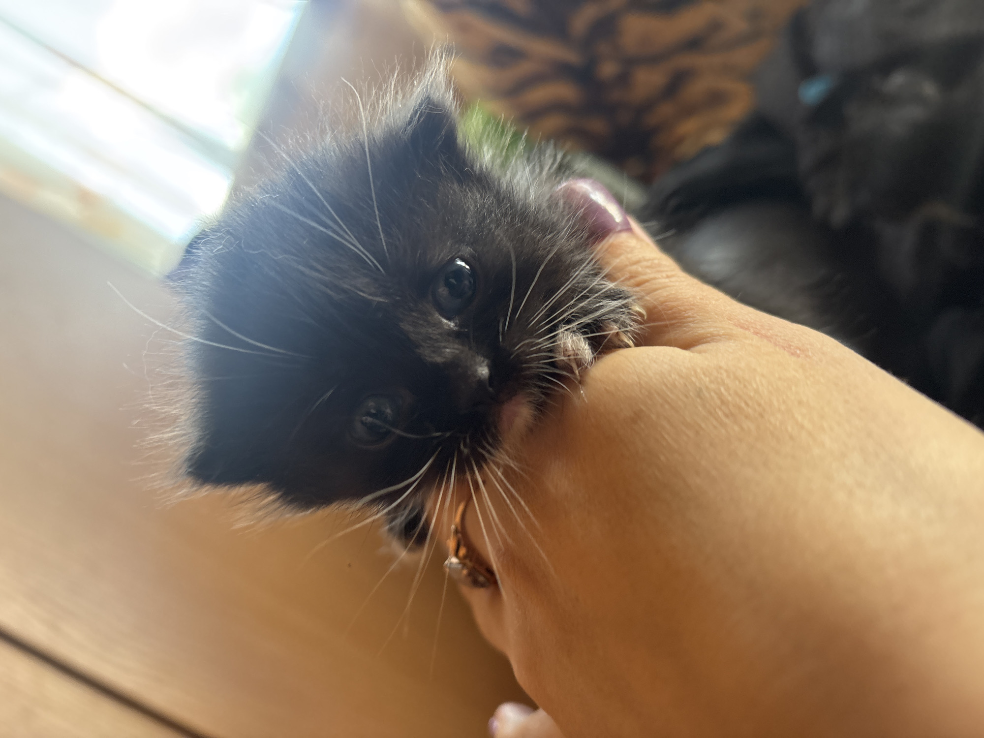 A close-up image shows a small, fluffy black kitten being held gently in a human hand. The kitten, positioned in the lower center, has prominent white whiskers fanning out from its face and dark, wide-open eyes. Its tiny nose and mouth are visible as it appears to be softly mouthing or nibbling the thumb area of the hand. Its small paws are also visible, gripping the hand.
The human hand, likely an adult's, has a light skin tone. Pinkish-purple nail polish is visible on the thumb. A gold-colored ring, adorned with a small, light-colored bead or stone, is worn on one of the fingers. A faint reddish scratch mark is visible on the back of the hand near the thumb.
The background is softly blurred, showing a mix of elements. In the upper left, a bright light source, likely a window, suggests it is daytime. A light wooden surface is visible in the lower left and right. Further back, out of focus, is a dark-furred animal, possibly another kitten or cat, and a patterned fabric that resembles a tiger print. The scene conveys a gentle, affectionate interaction between the kitten and the human. No text is visible in the image.