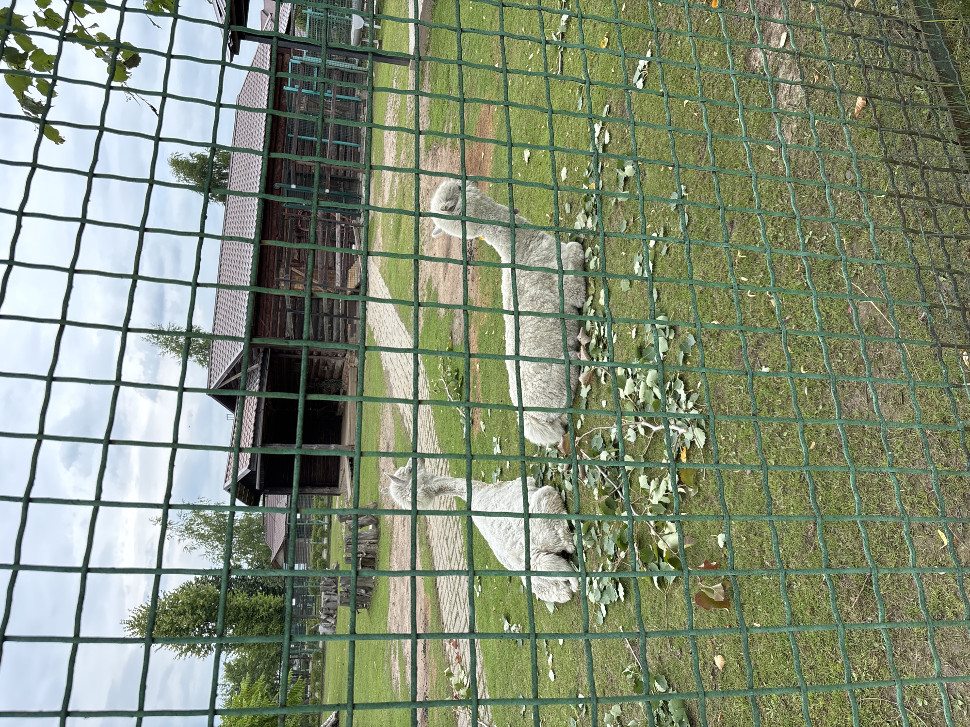 Two white alpacas are resting on a grassy enclosure, partially covered with fallen leaves and branches, at a zoo or animal park. The enclosure is surrounded by a green metal fence, and a paved walkway is visible in the background. A wooden building with a brown roof is situated behind the enclosure, and trees and a cloudy sky complete the scene. This location is identified as being in Ignatovo, Russia.