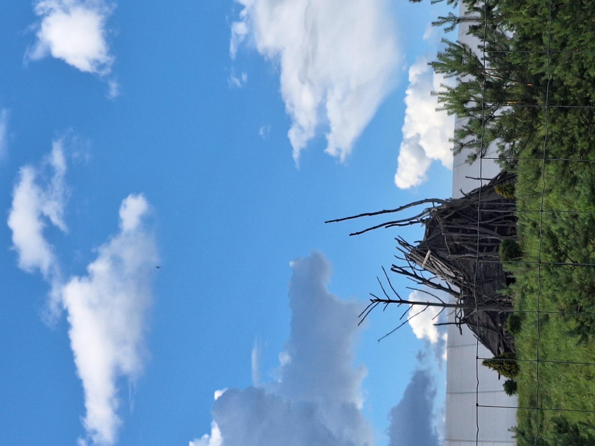 The image depicts an outdoor scene under a bright blue sky with scattered white clouds. In the foreground, a metal wire fence runs horizontally across the frame, in front of lush green vegetation. Behind the fence and vegetation, a rustic, cone-shaped structure made of dark, weathered wood and branches is visible. This structure appears to be a teepee or a similar dwelling. To the left of the structure, a large, white, opaque wall or screen is partially visible. The environment appears to be natural or park-like, with trees and bushes contributing to the greenery. The overall impression is that of a constructed feature within a natural setting, possibly a historical exhibit or a decorative element. The image does not contain any people or animals.