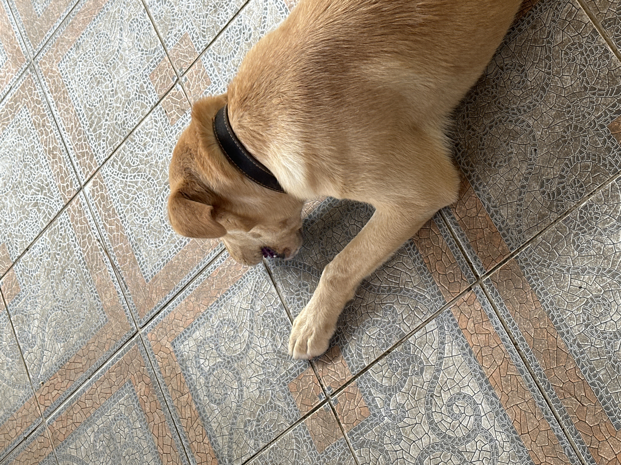 A light brown dog with a black collar lies on its side on a tiled floor. The tiles are square and have an intricate pattern of interlocking shapes in shades of grey, brown, and white. The dog's front left paw is extended forward and resting on the tiles. Its head is turned to the left, and it appears to be looking down at something on the floor. A small purple object is visible near the dog's mouth. The background is a continuation of the tiled floor, with no other objects or people visible. The scene is not identifiable as being in Sochi, Russia.