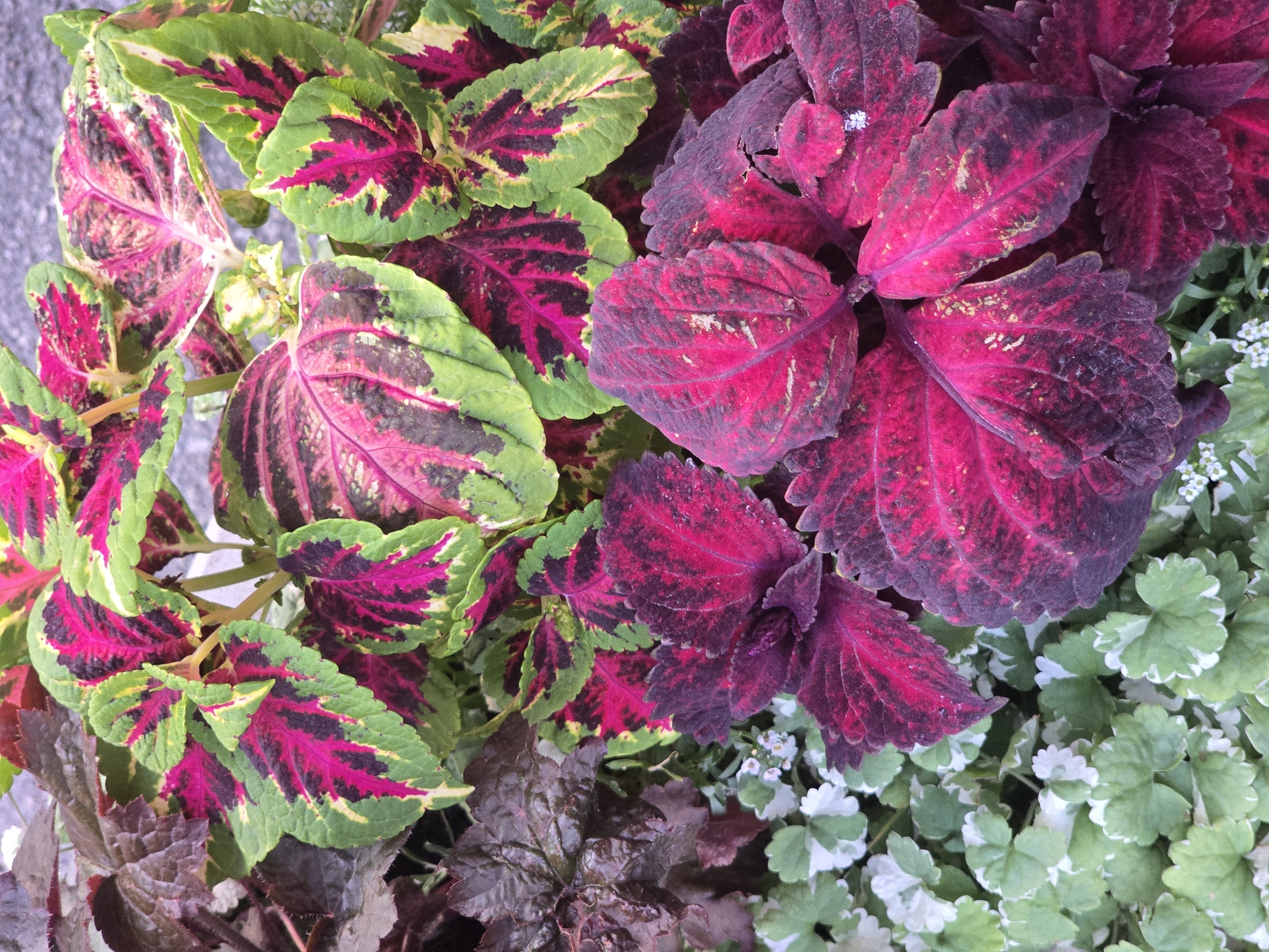 The image displays a close-up, top-down view of a vibrant assortment of potted plants. The primary subjects are coleus plants, distinguished by their boldly patterned leaves in shades of green, hot pink, and deep burgundy. Some coleus varieties exhibit a lime green border with a fuchsia and dark purple center, while others are a rich, velvety burgundy with intricate veining. Interspersed among the coleus are smaller plants with delicate, rounded green leaves edged in white, and tiny white flowers. The plants appear healthy and well-maintained, suggesting they are part of a garden, patio, or balcony setting. The background is a mottled, light gray texture, possibly a wall or pavement. The lighting is natural, creating subtle shadows and highlighting the varied textures of the foliage. The scene is static and focuses solely on the plant life.