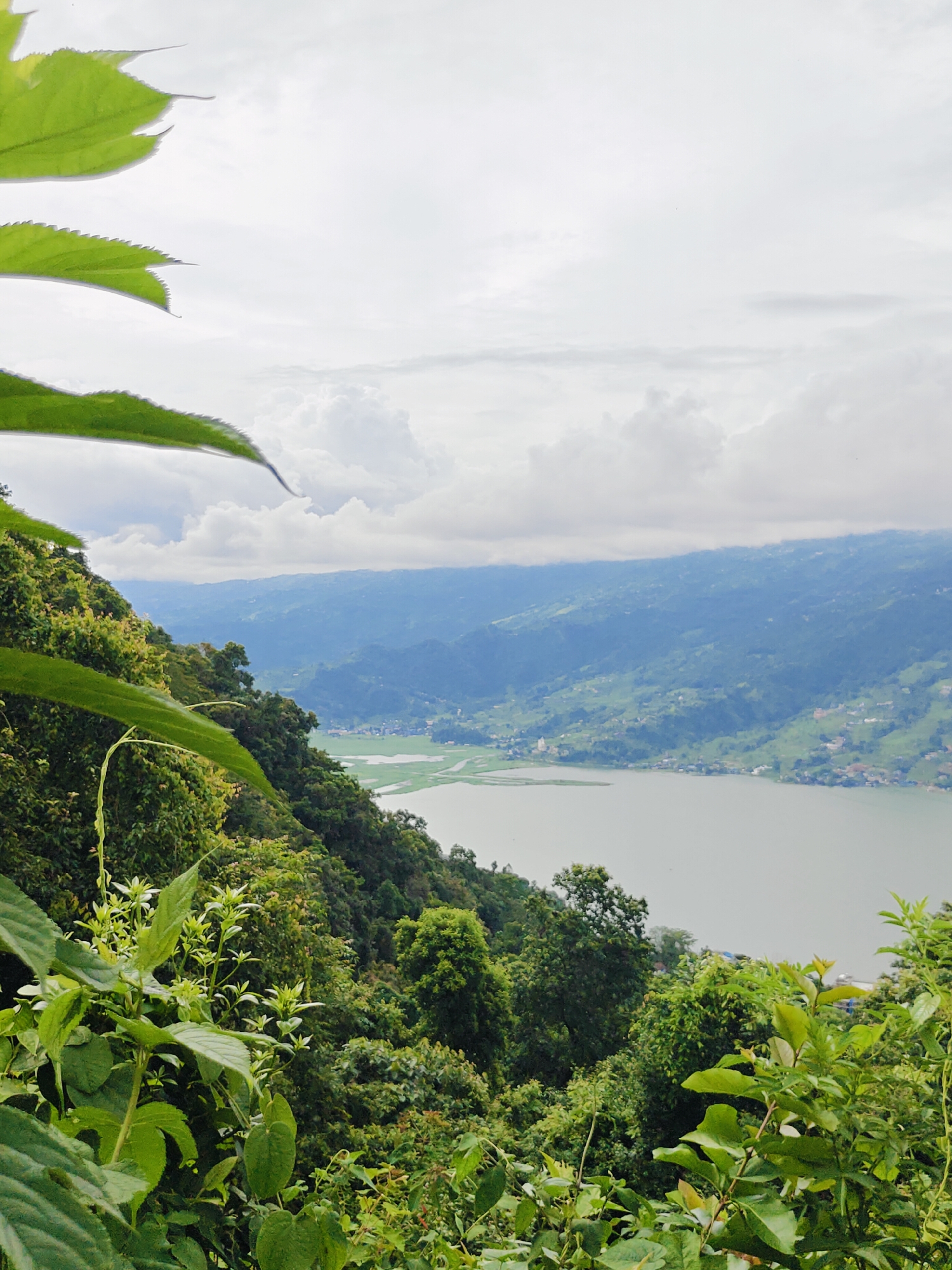 The image captures a panoramic view from a hillside overlooking a serene lake and a valley in Pokhara, Nepal. In the foreground, lush green foliage dominates, with large, serrated leaves of a plant or tree in focus, obscuring parts of the scene. The leaves are a vibrant green, some appearing slightly faded by the light.
Beyond the immediate vegetation, the landscape unfolds to reveal a sprawling valley. The slopes of the hills are terraced and covered with dense green vegetation, interspersed with scattered buildings and hints of roads. The valley floor features a body of water, likely a lake, with a pale, muted surface. A portion of the shoreline shows a collection of buildings and what appears to be agricultural land, possibly rice paddies, with a distinct green hue.
Further into the distance, rolling hills fade into a hazy, blue-toned mountain range under a cloudy sky. The clouds are predominantly white and grey, suggesting an overcast or possibly a post-rainy atmosphere. The overall lighting is soft and diffused, creating a tranquil and somewhat muted color palette. There are no people or animals visible in the image. The scene is natural and scenic, emphasizing the geographical beauty of Pokhara.