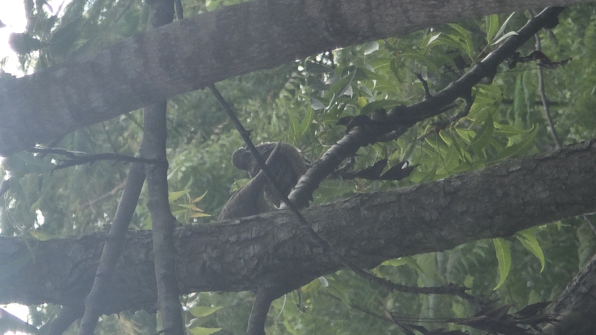 A squirrel is perched on a tree branch amidst dense foliage. The location appears to be outdoors, likely a park or wooded area in Lhokseumawe, Indonesia, given the context. The squirrel is the primary subject. It is sitting on the branch, partially obscured by other branches and leaves. The image focuses on the squirrel's form and its natural environment.