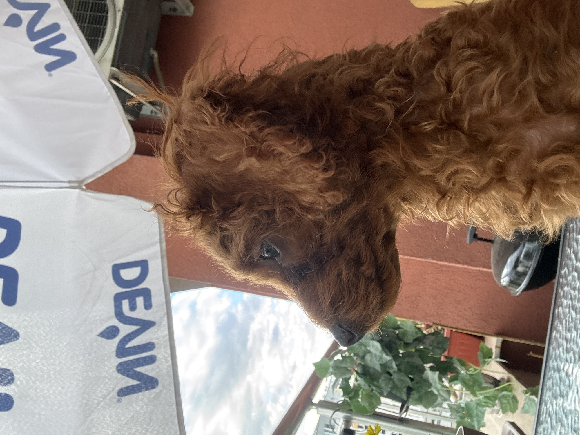 A reddish-brown poodle is the central subject of the image, positioned on a glass-topped table, likely on a balcony. A white sun umbrella, bearing the inscription "DEUM" in blue letters, partially obscures the top left of the frame. In the background, a red wall and greenery are visible. The setting appears to be Plovdiv, Bulgaria.