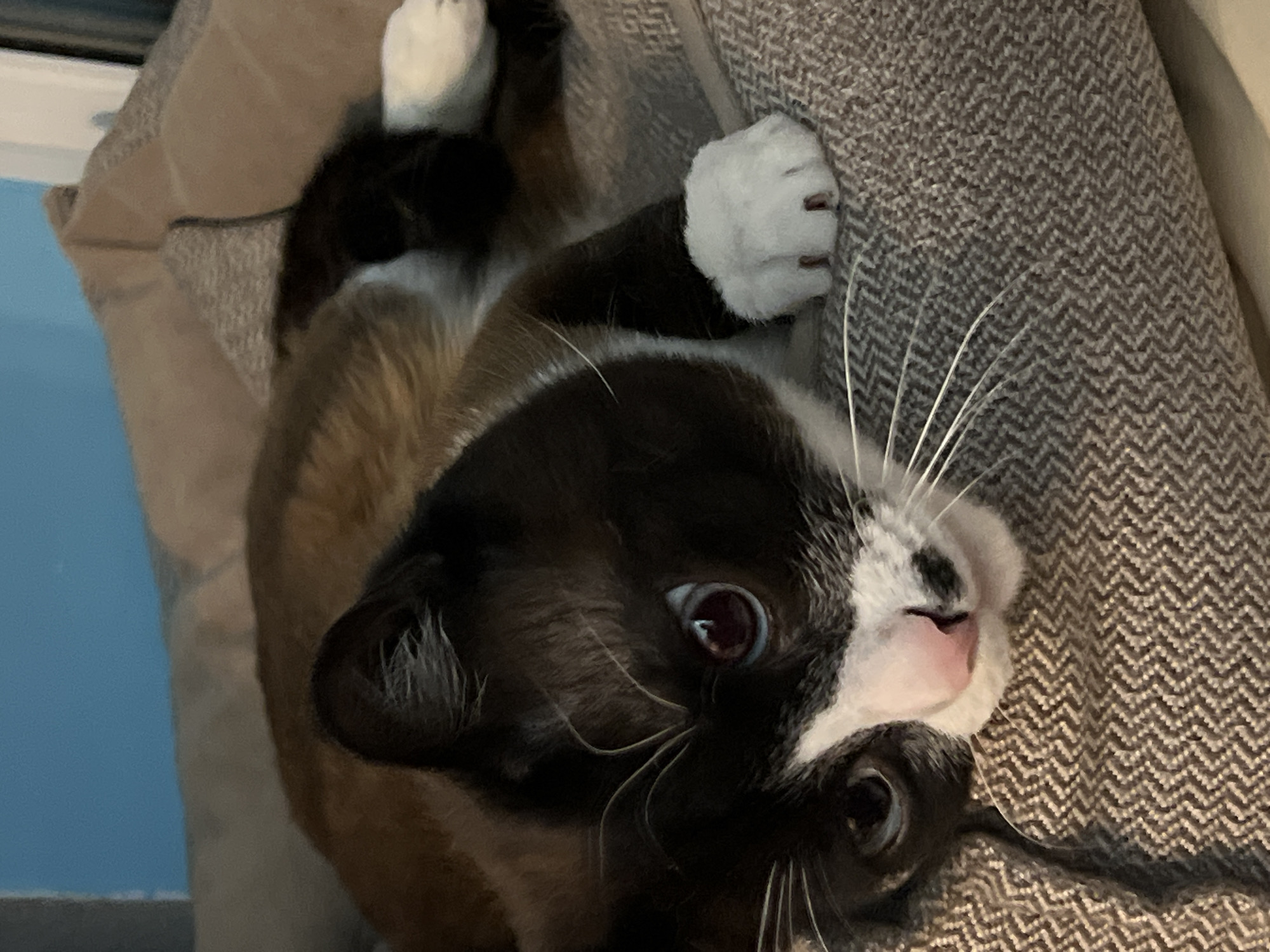 A close-up, slightly angled shot features a cat with black and white markings resting on a gray herringbone patterned surface. The cat is mostly brown on its body, with black fur on its head and upper body, and white paws. It is lying on its back, with one paw extended, its claws slightly visible against the gray fabric. The cat has a black and white patterned face with a pink nose and long white whiskers. Its eyes are open and alert. The background is blurred, but indicates a window or light source on the left side with a blue hue visible. The herringbone fabric appears to be upholstery or a pillow. There is no information available to suggest this image was taken in Noviy, Russia.