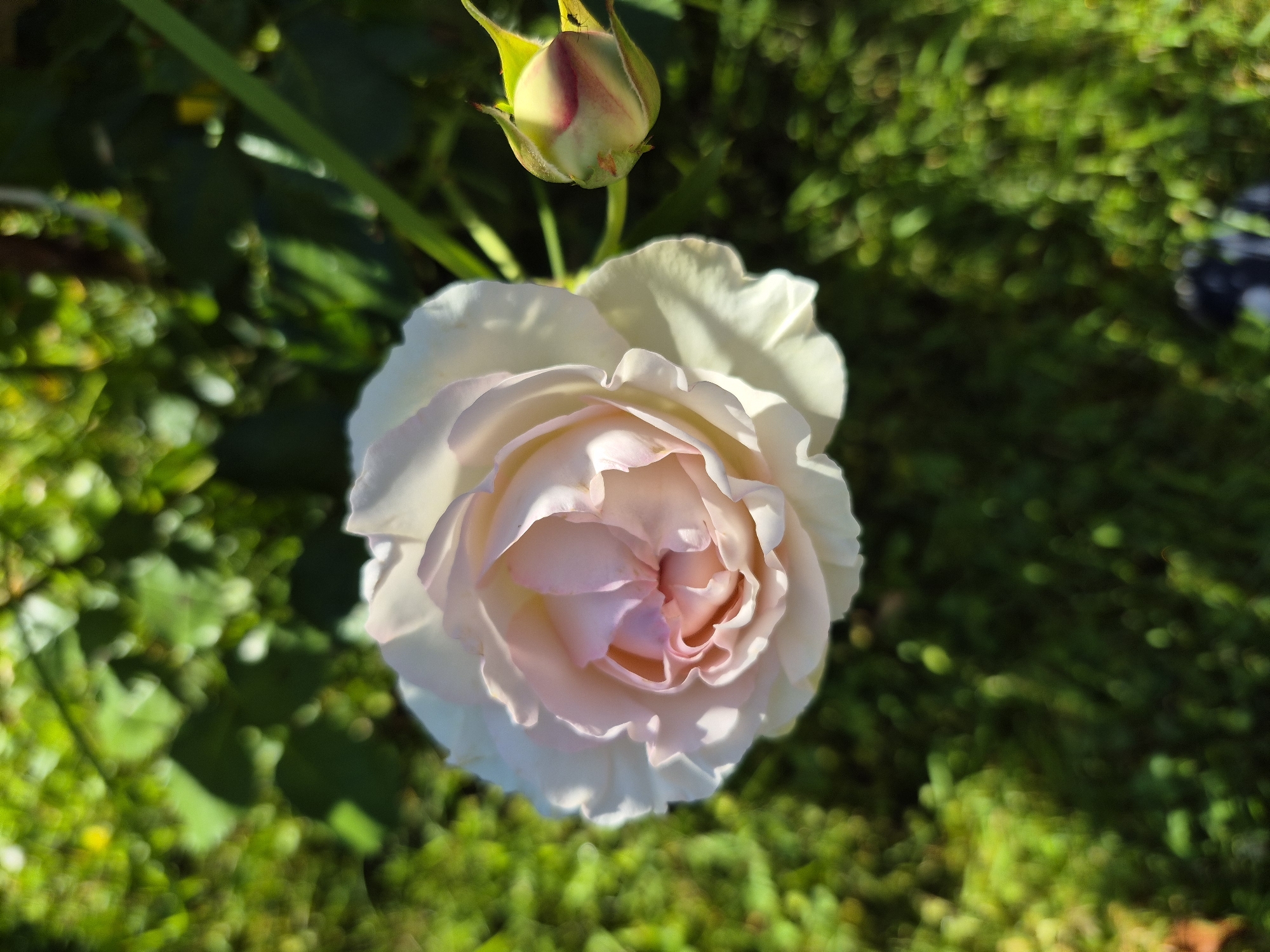 In the city of Unknown, Unknown, an overhead shot captures a pale pink and white rose in bloom, positioned to the left of a rosebud. The rose's petals are delicate and layered, with a soft pink hue at its center that fades to white at the edges. A nearby rosebud, still closed, displays hints of pink within its green sepals. The background is a blur of vibrant green foliage, suggesting an outdoor garden setting bathed in sunlight, with dappled shadows indicating the time of day and the presence of overhead leaves. Two small dark insects are visible on the rosebud. The lower right corner of the image shows a dark, out-of-focus object, possibly a shoe or piece of footwear.