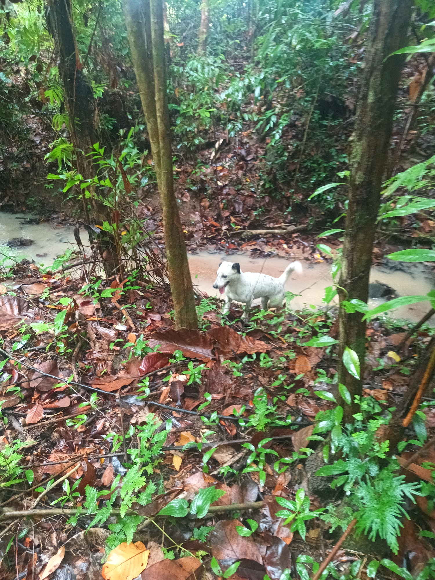 A small, predominantly white dog with black markings around the ears and face is standing in a muddy area surrounded by dense foliage in a wooded area. The dog's tongue is visible, suggesting it may be panting. The ground is covered with fallen leaves, various plants, and small trees. The scene is in Baan Thong Nang, Thailand. The muddy area appears to be a shallow stream or pooling of water. The environment suggests a tropical or subtropical forest setting.