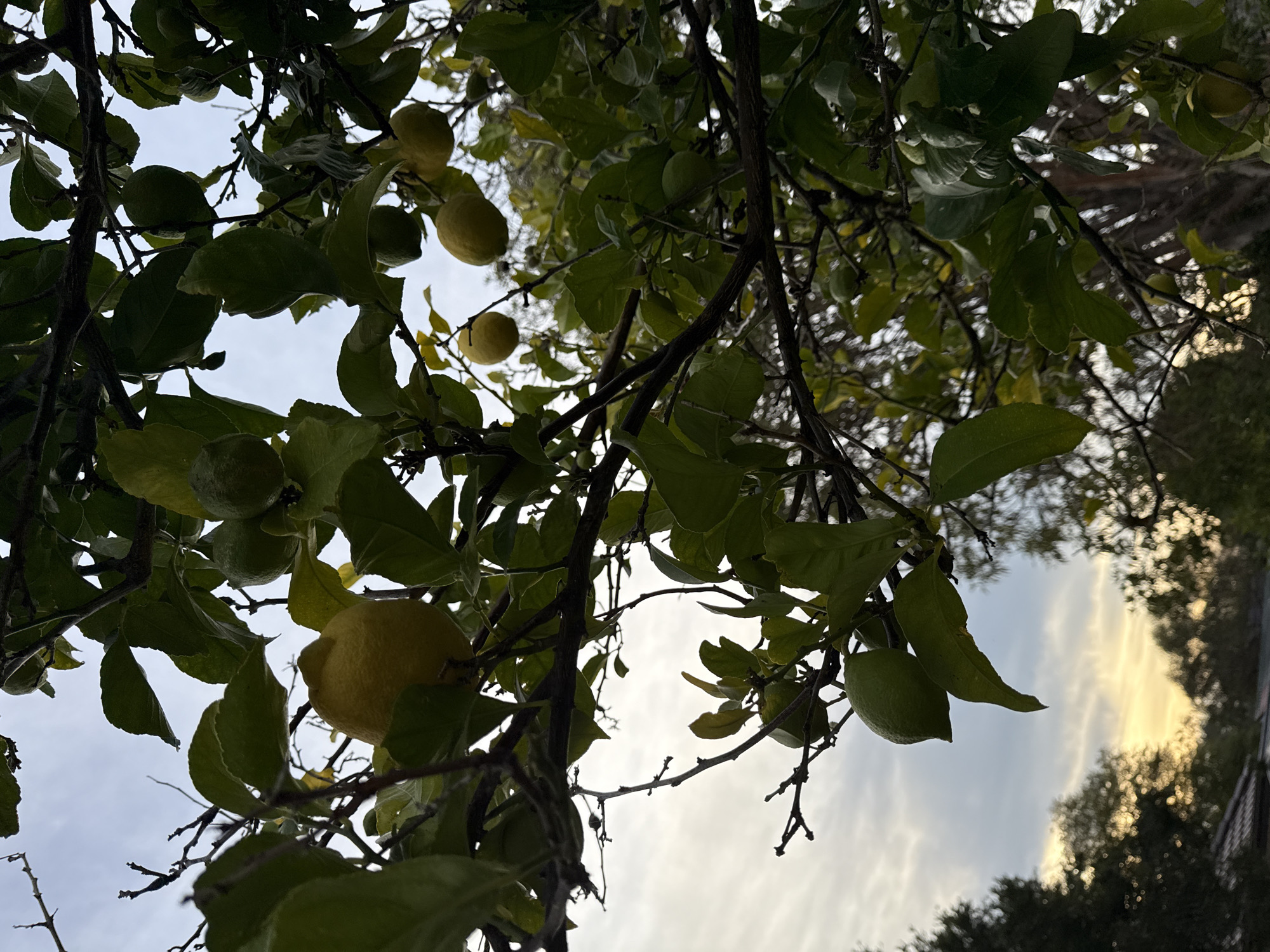 A lemon tree with ripening fruit is captured in an outdoor, low-angle shot. The lemons, varying in ripeness from green to yellow, are nestled amongst lush green leaves and dark branches. The sky above is overcast with hints of a sunset glow peeking through. In the background, out of focus, are the tops of trees and a section of a tiled roof, suggesting a suburban or residential setting within Melbourne, Australia. The image appears to be taken during the late afternoon or early evening.
