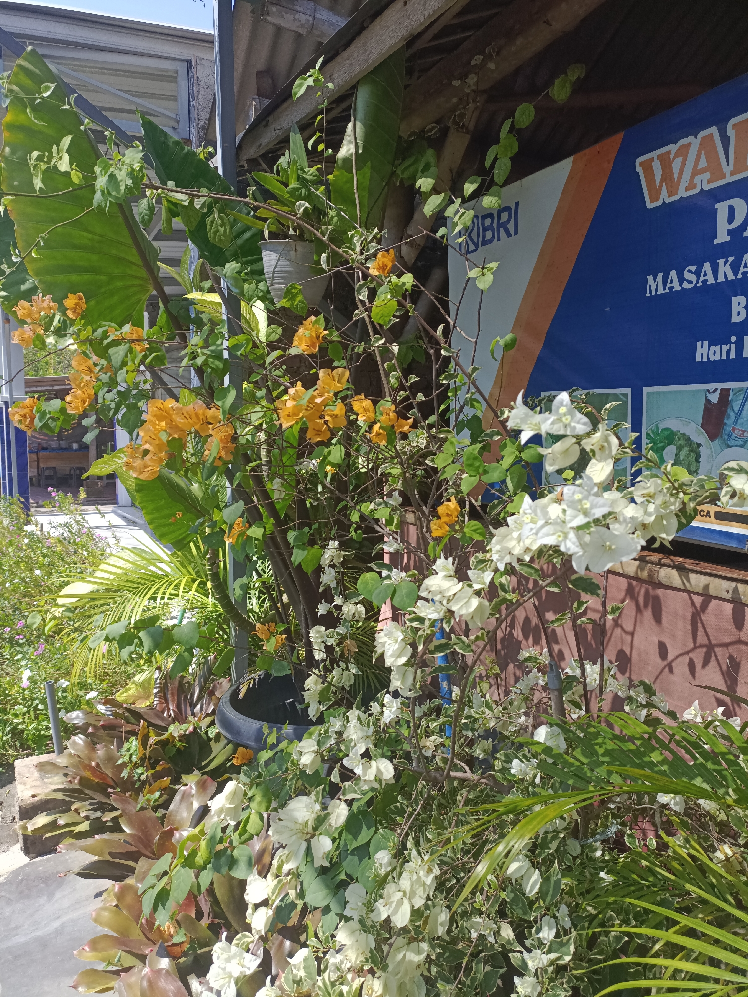 The image displays an outdoor scene in Janti, Indonesia, characterized by dense subtropical vegetation bordering a building facade. The foreground is dominated by flowering plants, specifically Bougainvillea. A large bougainvillea bush with bright orange-yellow bracts occupies the left and central mid-ground. Another bougainvillea variety with white bracts and variegated green and white leaves is prominent in the central and right foreground, casting distinct shadows of its foliage onto a reddish-brown wall surface.
At the bottom left, a cluster of terrestrial bromeliad-like plants with thick, broad leaves exhibiting shades of green and reddish-brown is arranged on a light grey concrete surface. A black, cylindrical planter is partially visible behind the white bougainvillea. Other foliage includes large green leaves, possibly from an aroid plant, in the upper left, and slender, arching green leaves resembling a palm frond in the lower right. A smaller plant in a grey hanging pot is visible in the upper right.
In the mid-ground, a blue and orange banner is affixed to the building. Visible text includes the "BRI" logo, "WA," "PA," "MASAKA," "B," and "Hari," suggesting a "Warung" or food establishment. Below the text, small illustrative images of food items are discernible. The upper portion of the image reveals a corrugated metal roof structure supported by wooden beams, against a clear blue sky. A blue-tiled wall section is visible in the distant background on the left. The entire scene is brightly illuminated by direct sunlight, indicating daytime conditions. No human figures are present.