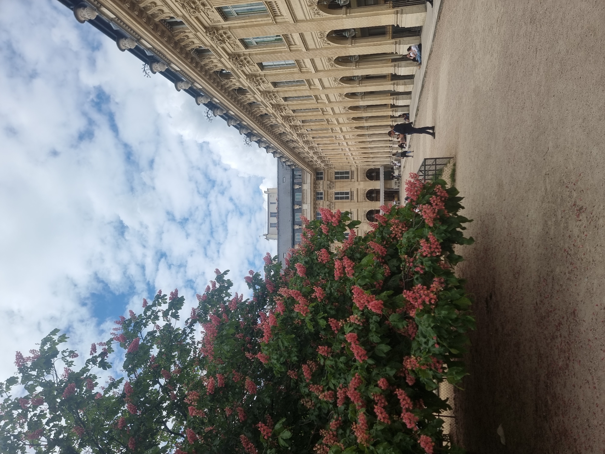 The image displays a picturesque scene in what appears to be a historic urban setting, likely Paris, France, given the architectural style. The view is composed of an ornate building, a wide gravel path, and a lush flowering bush under a cloudy sky.
In the upper portion of the frame, a grand, multi-storied building dominates, stretching horizontally across the scene. It exhibits classical architecture with light-colored stone or stucco, featuring numerous arched windows, columns, and intricate decorative carvings, including sculpted elements beneath the eaves. Its facade suggests a significant historical structure.
Below the building, a wide, light-brown gravel path extends, creating an open public space. Several people are visible on this path and near the building. One person in dark clothing is walking away from the viewer on the gravel, while others are smaller figures seen closer to the building's arched entrances.
In the bottom right foreground, a vibrant bush or small tree densely covered with clusters of pinkish-red flowers and dark green leaves adds a splash of color. It appears to be a flowering chestnut.
The sky, visible in the upper left, is bright blue with scattered white cumulus clouds, indicating fair weather and daytime, possibly late morning or early afternoon given the soft lighting. The overall scene conveys a sense of tranquility and casual public activity. No discernible text is visible in the image.