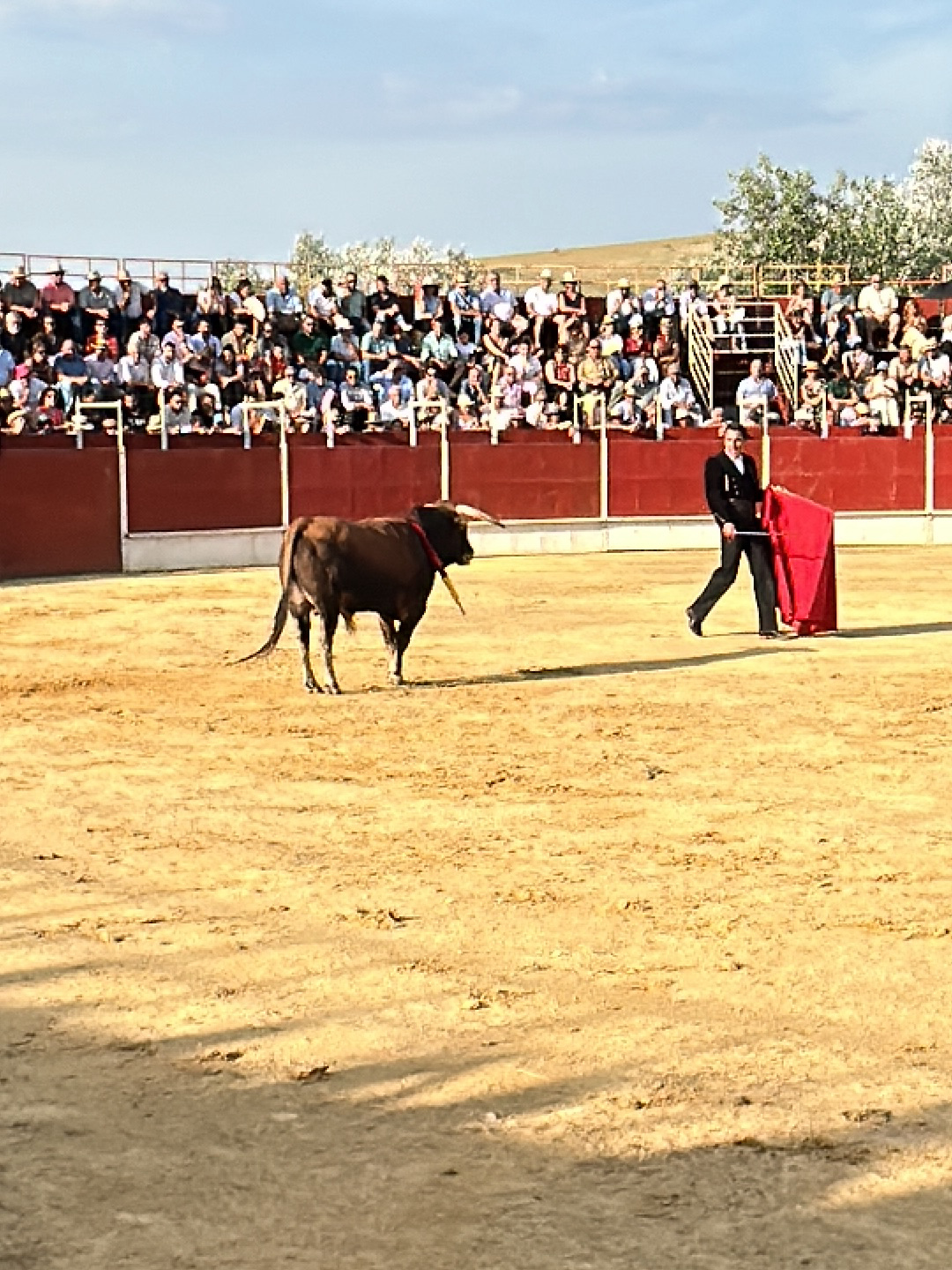A bullfight is underway in an arena in San José del Valle, Spain. A dark bull stands facing a bullfighter in a black suit. The bullfighter holds a red cape. A crowd of spectators watches from behind a barrier along the perimeter of the arena. The arena is filled with light-colored sand. The day appears sunny.