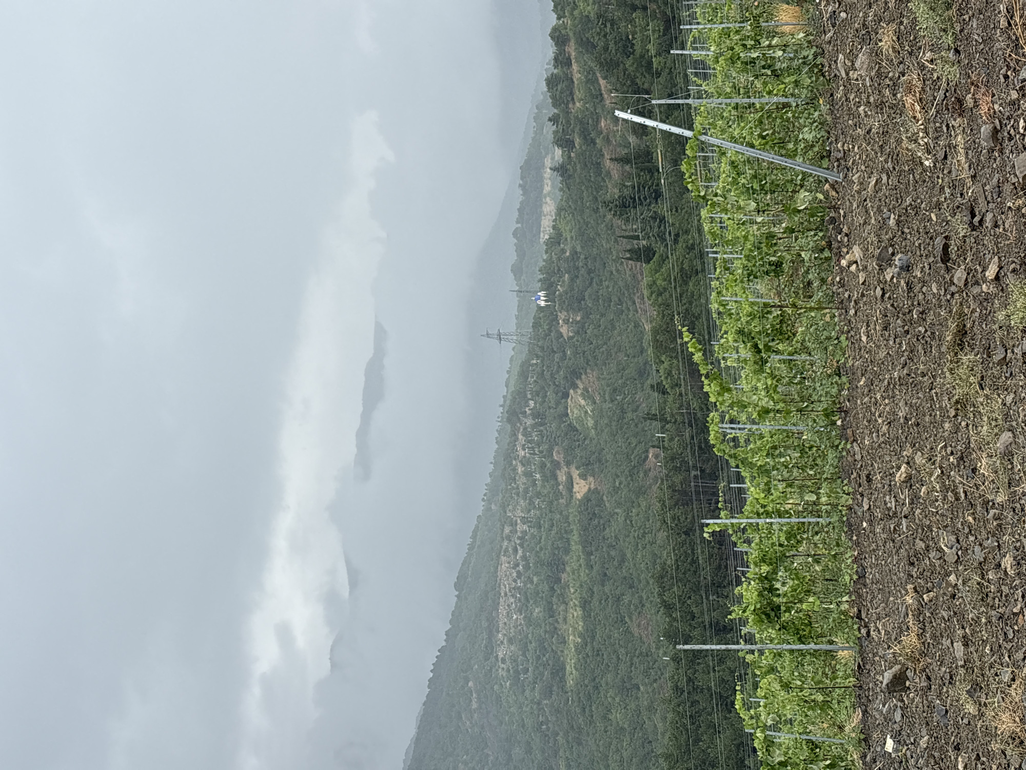 The image depicts a vineyard on a cloudy day in Lavrovoe, Ukraine. In the foreground, rows of young grapevines are supported by metal posts and wires. The ground in front of the vineyard is covered with dark soil and small rocks. In the middle ground, the vineyard continues, with more vines stretching across the frame. Beyond the vineyard, a hillside covered with dense green foliage rises steeply. Further in the distance, mountains are shrouded in fog and clouds, obscuring their peaks. A transmission tower and a small structure with blue and white accents are visible on the hillside. The sky is overcast with heavy gray clouds.