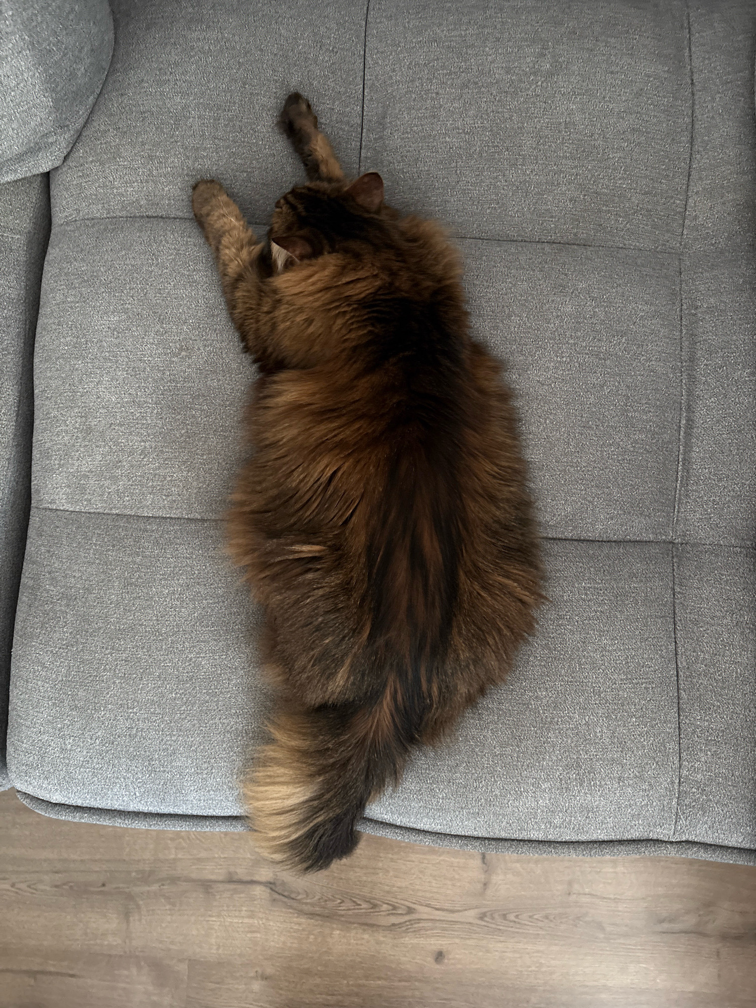 A long-haired brown cat is sleeping on a grey fabric couch. The cat is curled up with its back to the camera, its head tucked under its paws. The couch is sectioned into three horizontal cushions. The floor beneath the couch is made of light brown wood planks. The scene appears to be indoors, in a domestic setting. There is no indication of the city of Kyiv, Ukraine.