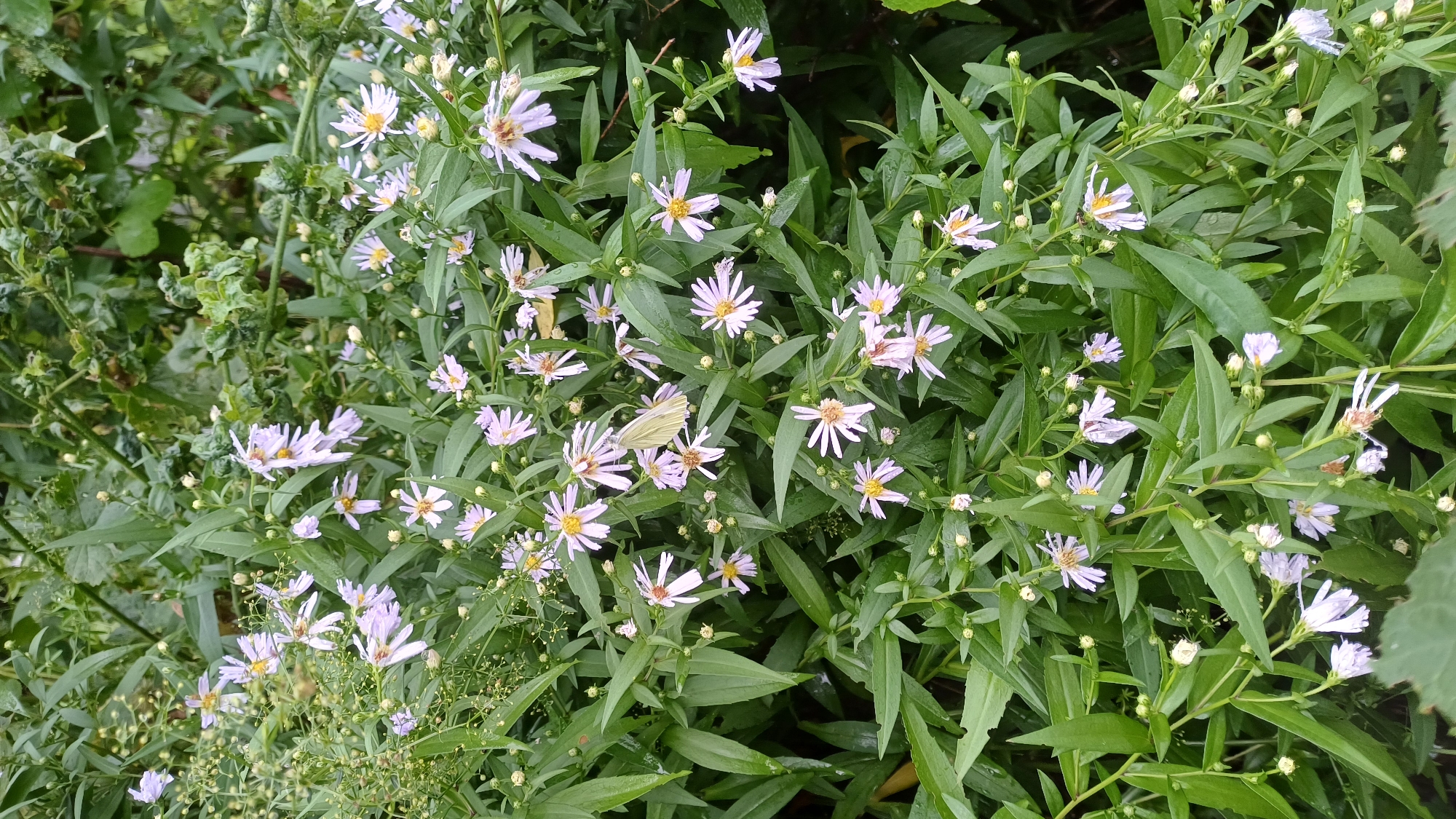 The image shows a dense cluster of small, pale purple asters with yellow centers, growing amongst lush green foliage. The flowers appear wet, suggesting recent rain. A single light yellow butterfly is perched on one of the asters, its wings slightly open. The background consists of more green leaves and stems, indicating a natural, possibly garden or wild, setting. There are no visible landmarks or specific indicators that place this scene within the city of Подгорное, Russia.