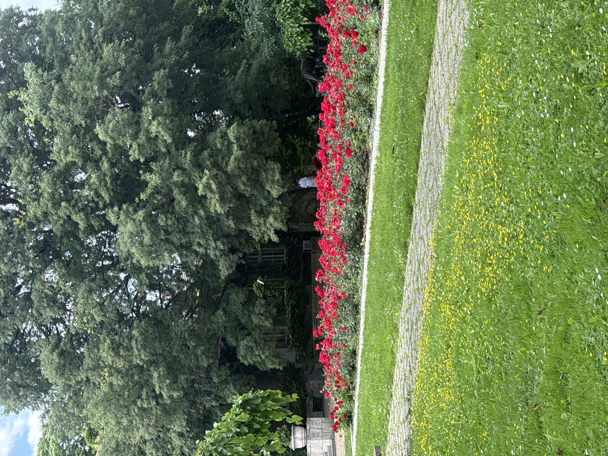The image depicts a section of a park in Belgrade, Serbia. On the left, a large tree dominates the scene with dense green foliage. Adjacent to the tree, a row of vibrant red roses lines a paved pathway. To the right of the pathway, a grassy lawn is scattered with yellow flowers. The background reveals a building partially covered in ivy. People are present in the middle ground.