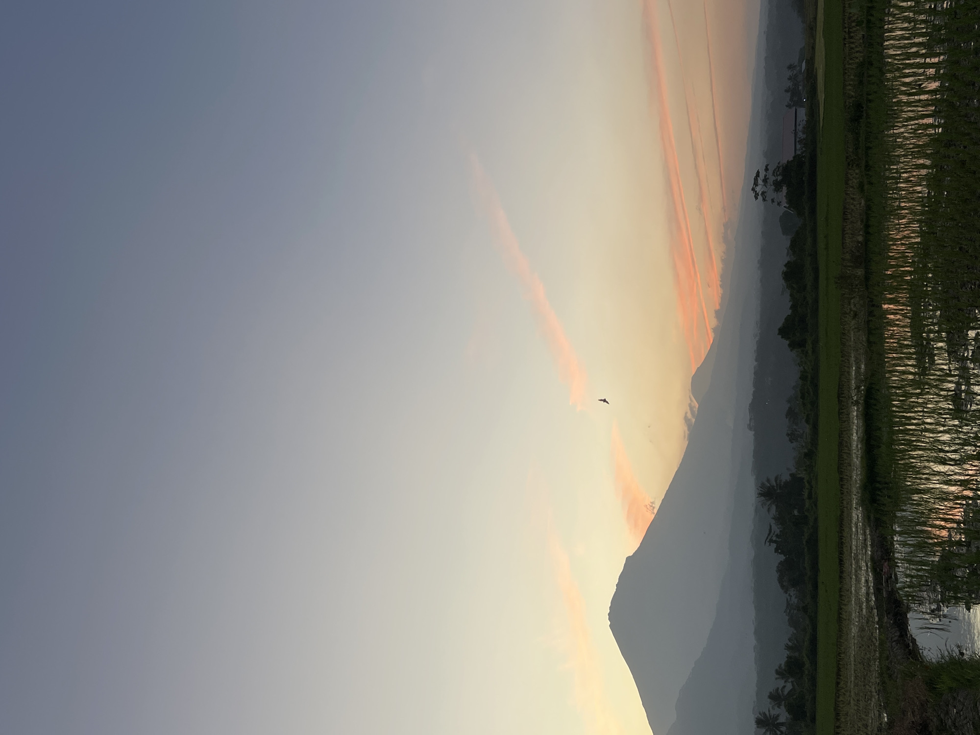 The image depicts a serene rural landscape at dusk in Kalijoso, Indonesia. Dominating the background are the silhouettes of two large, mist-shrouded mountains. The sky is a gradient of soft blues and yellows, with streaks of vibrant pink clouds stretching horizontally across the frame. A lone bird is captured mid-flight in the upper center of the image.
In the middle ground, a dense line of lush green trees and foliage separates the mountains from the foreground. Among the trees, hints of buildings and structures can be discerned. The foreground is characterized by a flooded rice paddy field, with young green rice plants clearly visible. The water reflects the soft hues of the sky and the surrounding vegetation, creating a peaceful, mirror-like effect. The overall impression is one of tranquility and natural beauty at the close of day.