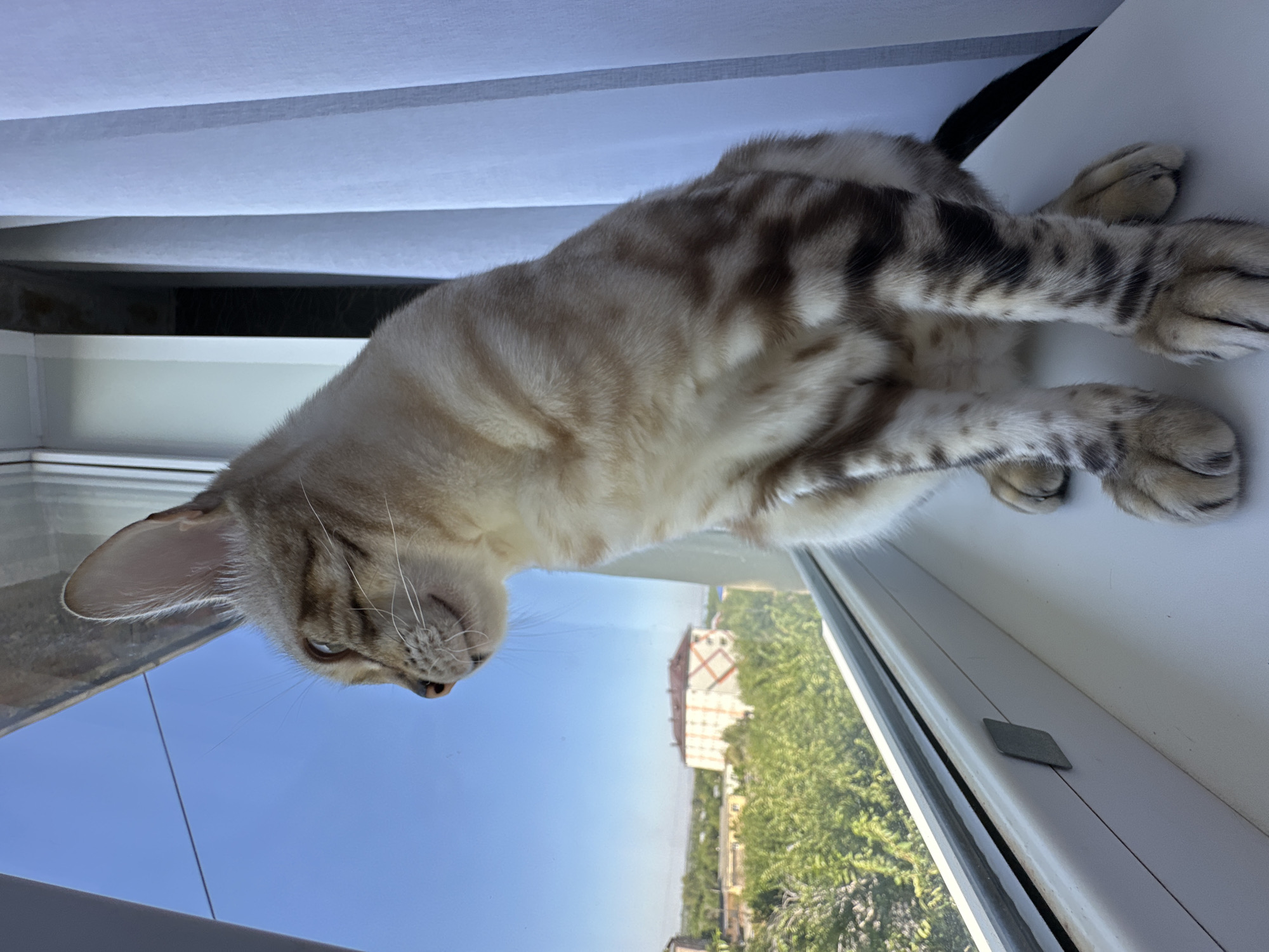 A domestic cat sits on a white windowsill, looking out a window at a cityscape. The cat is light-colored with darker tabby markings. The window is open, and the view outside includes green trees, buildings, and a clear blue sky. The cat is positioned in the foreground, with its body facing towards the right of the frame and its head turned to the left. In the background, white curtains are visible on the right side of the window. The scene appears to be set in the city of Energetik, Russia, given the architectural style of the buildings visible.