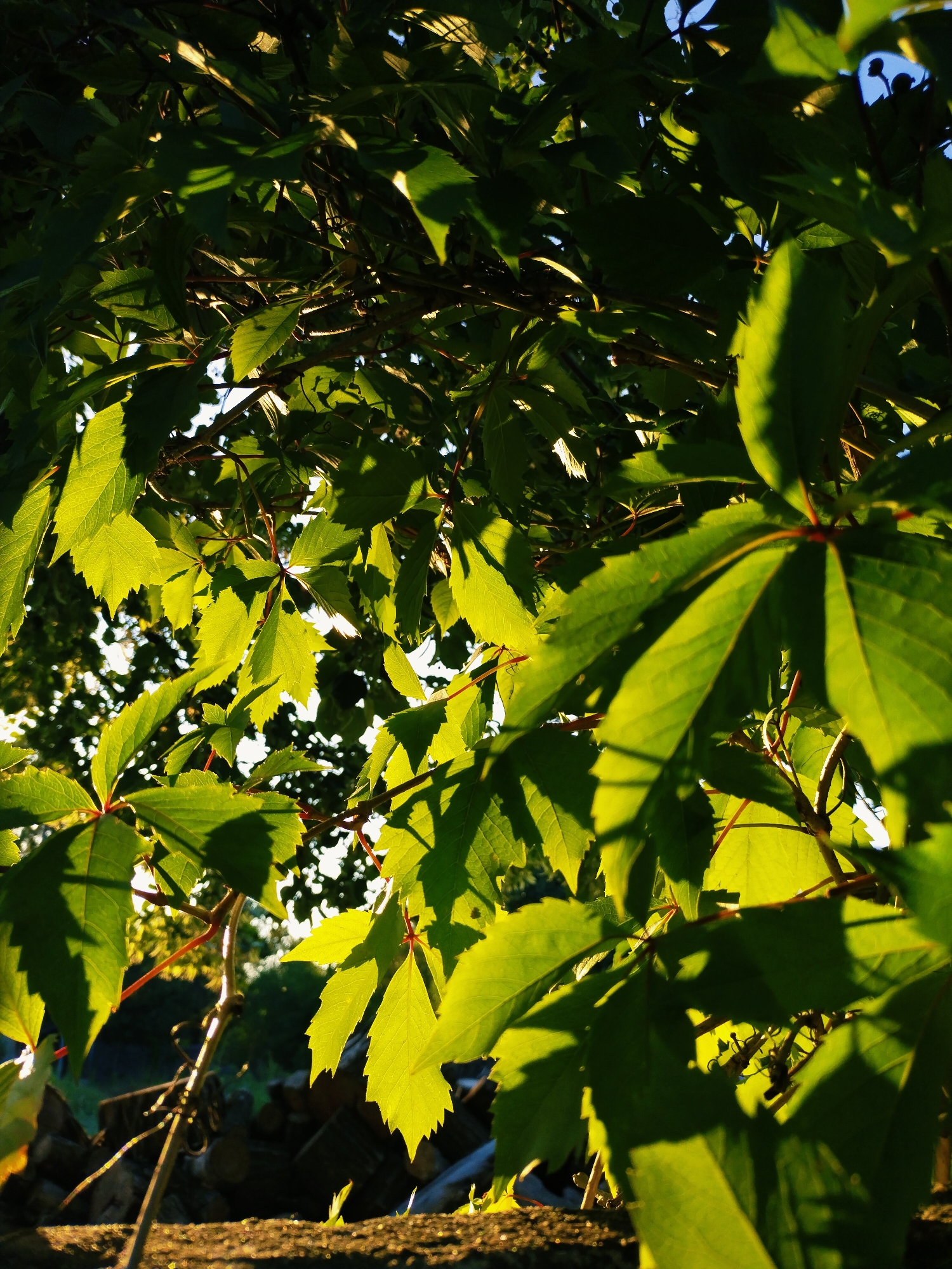 The image shows a close-up of green leaves of a plant, possibly Virginia creeper, with sunlight filtering through them. The leaves are veined and have serrated edges. Some of the leaves are brightly lit by the sun, while others are in shadow. The background is blurred, but appears to show more foliage and possibly some stacked wood. The setting seems to be outdoors, in a natural or garden environment. There is no indication of it being in the city of Horishni Plavni, Ukraine.