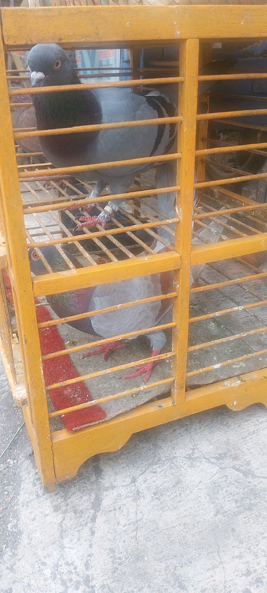 The image shows two pigeons inside a wooden birdcage. The cage has yellow painted bars and a red and white striped mat on the floor. One pigeon, mostly gray and black, is perched on a higher level of the cage and is looking towards the camera. Its left leg has a white band on it. Another pigeon, mostly white with some iridescent neck feathers, is on a lower level, partially obscured. Its head is down, and its body is mostly hidden behind the bars. The birdcage is placed on a concrete surface, possibly outdoors. The background is blurry, with some hints of blue and white structures.