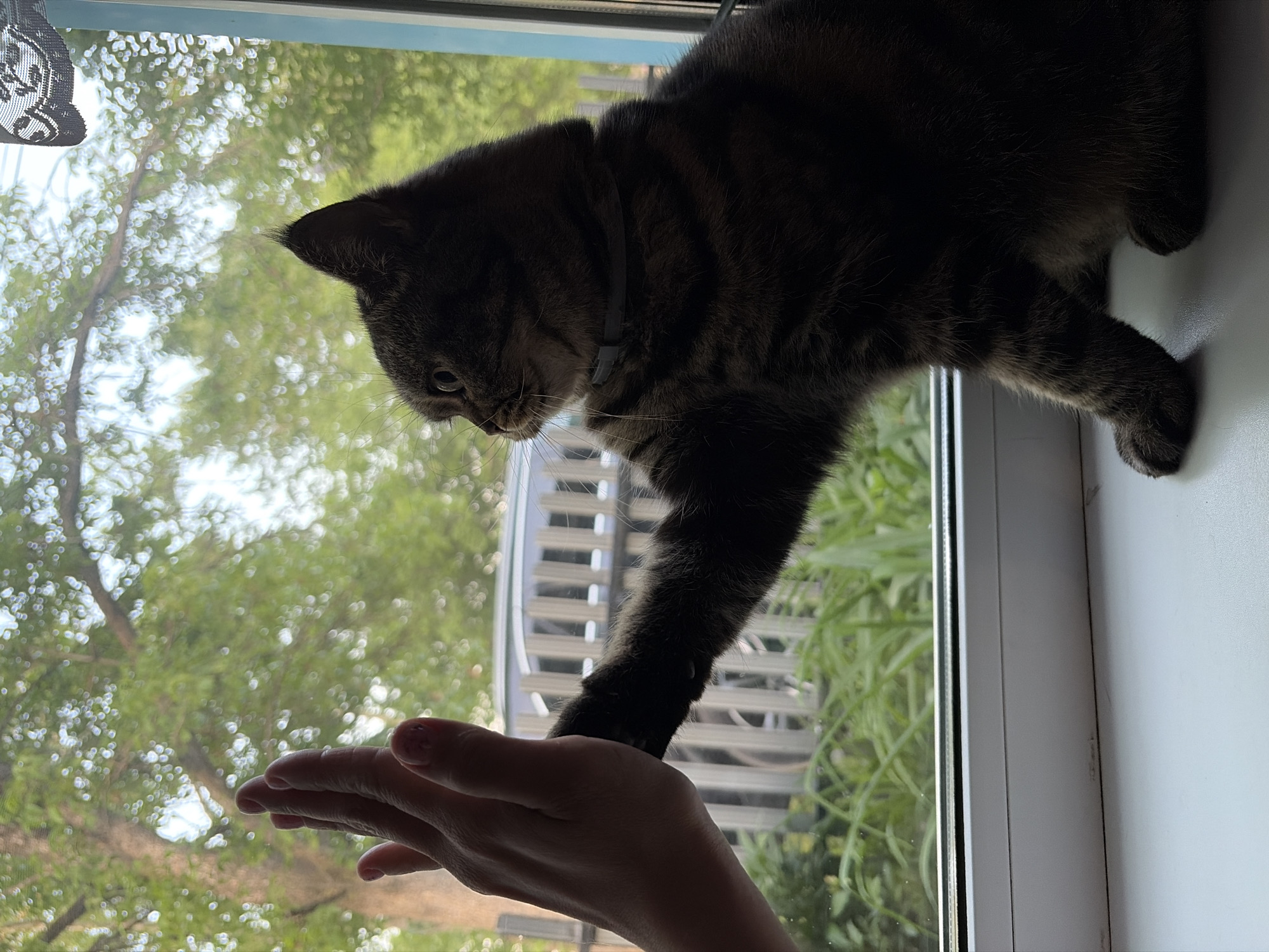 A medium shot depicts a tabby cat standing on a white window sill, its front right paw extended and resting on a human hand. The cat is dark with subtle tabby markings visible on its face and body. It wears a light-colored collar. The human hand is outstretched, palm upward, and appears to be interacting with the cat. The background is blurred, revealing a view through the window with trees and foliage, suggesting an outdoor setting. The location of Izhevsk, Russia, cannot be determined from the visual information provided.