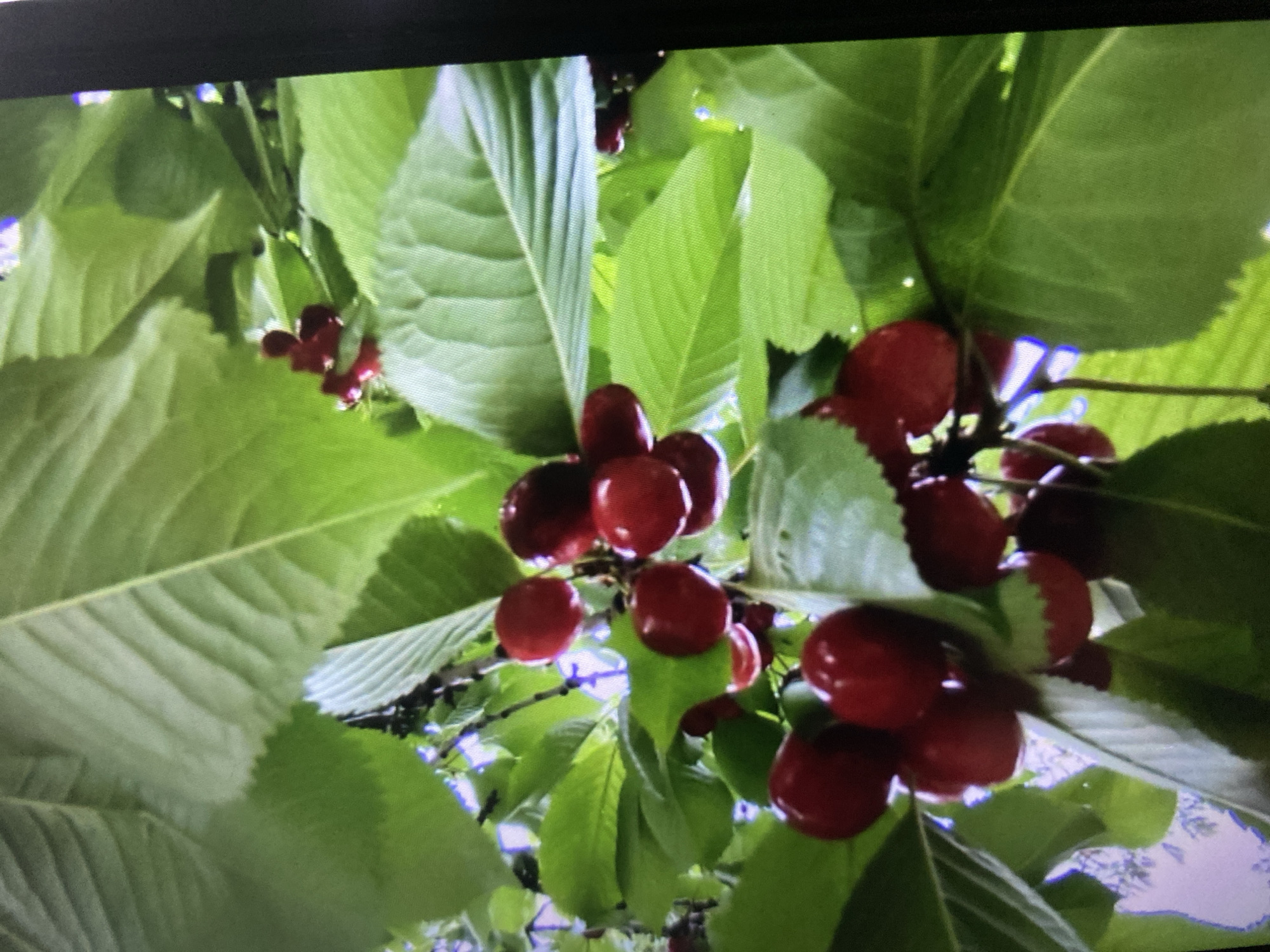 The image presents a close-up, upward-looking view into the canopy of a cherry tree, likely located in Bankya, Bulgaria. Clusters of dark red, ripe cherries are prominently displayed, nestled among numerous vibrant green leaves. The cherries are glossy, and some appear to have small water droplets on their surface, suggesting either dew or recent rain.
The dense foliage fills most of the frame, with sunlight filtering through the leaves, creating bright highlights and casting soft shadows. The large, healthy green leaves show distinct venation and serrated edges. The perspective is from beneath the branches, looking towards the sky, which is partially visible as bright, hazy patches between the leaves.
The scene captures a moment of natural abundance, likely during late spring or early summer when cherries are ripe for harvest. There are no people, visible text, or discernible human activity. The overall impression is one of lush growth and fertile yield under natural daylight conditions. The image itself appears to be a photograph of a digital screen, indicated by the black bars at the top and left, and some inherent pixelation.