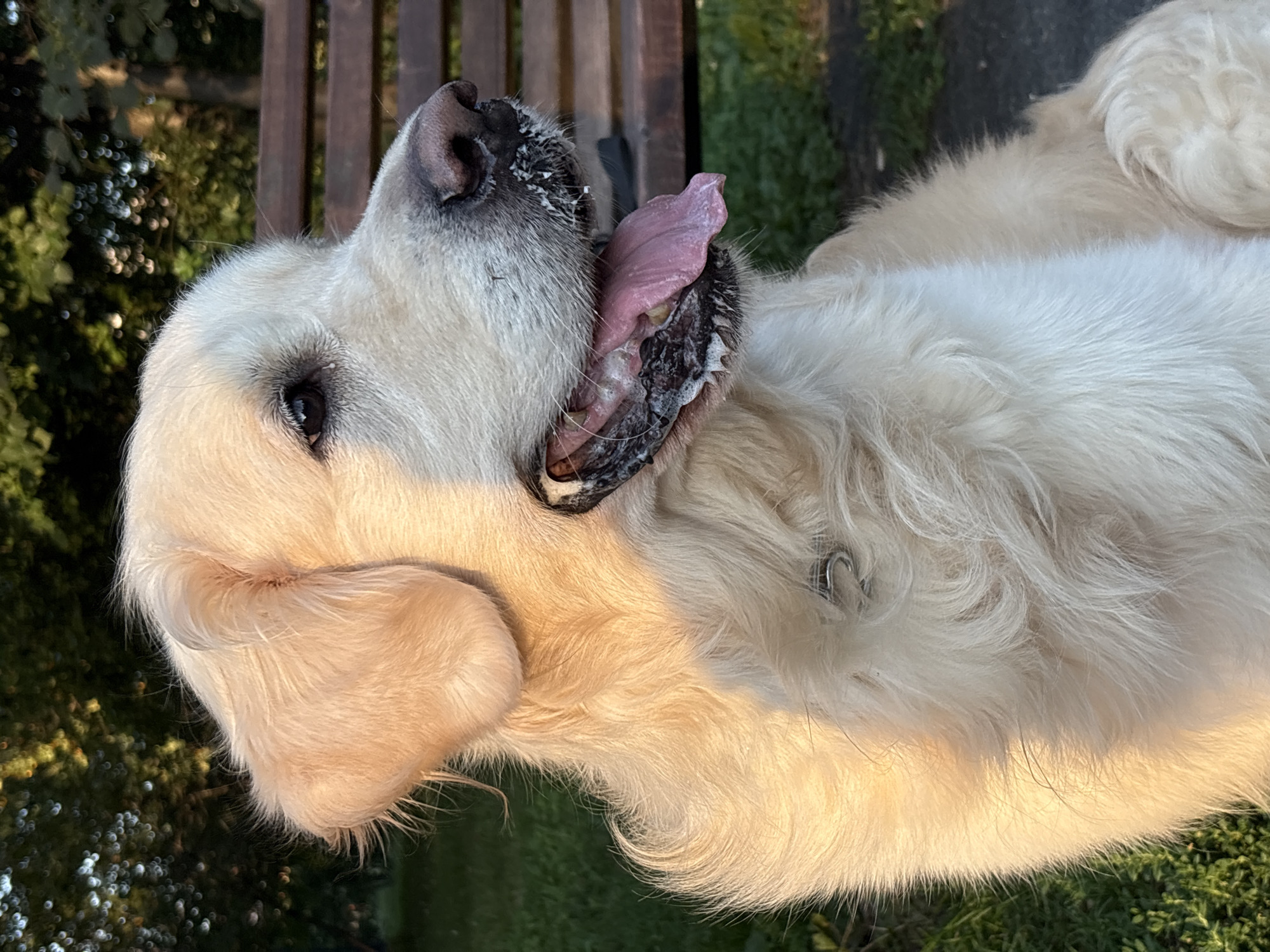 A close-up, profile view shows a golden retriever with a light-colored coat and a pink tongue hanging out. White foam or saliva is visible around its muzzle and on its tongue. The dog is outdoors, with a blurred background of green grass and trees illuminated by golden sunlight. A wooden bench is visible behind the dog. The image does not contain any information that allows for its location to be identified as Tyumen, Russia.