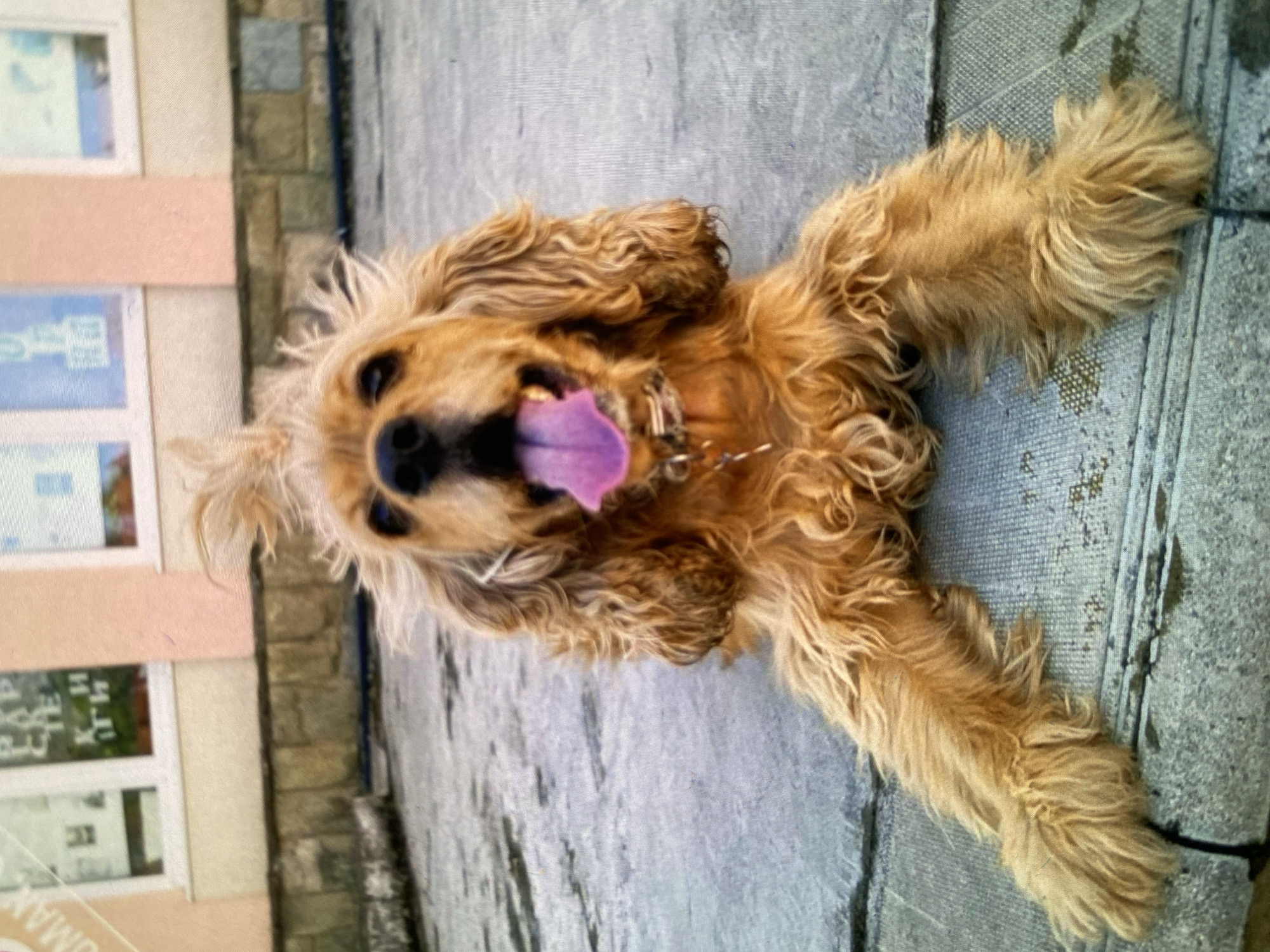 A golden-colored, long-haired dog, resembling a Cocker Spaniel, is captured in an outdoor setting in Bankya, Bulgaria. The dog is lying on a paved surface, looking directly at the camera with its head tilted back and its purple tongue humorously sticking out, indicating a playful or happy demeanor. Its body is splayed out on the grey, possibly damp, stone or concrete ground, showcasing its wavy fur. A collar with a chain is visible around its neck.
In the background, a light-colored building facade with multiple windows is visible. The windows appear to have reflections or posters with blurred text. One specific crop reveals the word "УМАН" (UMAN) in a reversed orientation on one of the windowpanes, likely due to reflection. The scene is illuminated by natural daylight, suggesting it is daytime. The overall impression is one of a cheerful and relaxed pet enjoying its surroundings.