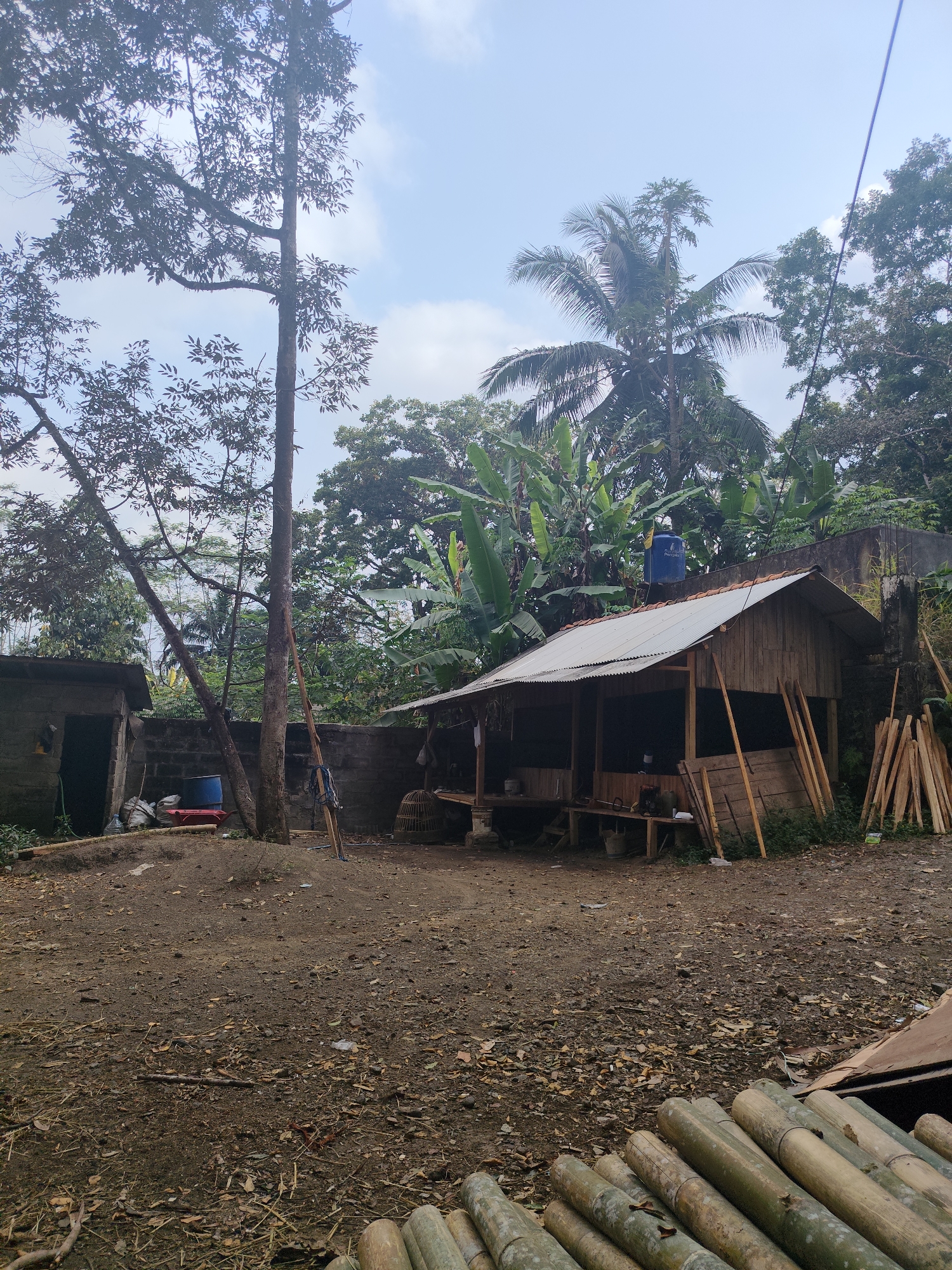 The image depicts an outdoor scene in Tasikmalaya, Indonesia, likely a rural or semi-rural area. In the foreground, a pile of cut bamboo poles is visible, suggesting a construction or crafting activity. The ground is covered in dirt, fallen leaves, and debris.
To the right, a small, rustic wooden structure with a corrugated metal roof stands. It appears to be a simple shelter or shop, with wooden planks stacked against its side. A blue water tank is visible on the roof.
In the mid-ground, a larger, older tree with extensive branches dominates the left side of the frame. Next to it, a basic, weathered concrete structure with an open doorway is present, containing various items such as a red barrel and bags. A dark brick wall runs behind these structures.
The background is filled with lush green vegetation, including banana trees and other tropical foliage, characteristic of the Indonesian landscape. The sky is partly cloudy. No people are visible in the image. The overall impression is one of a functional, perhaps somewhat unkempt, outdoor space.