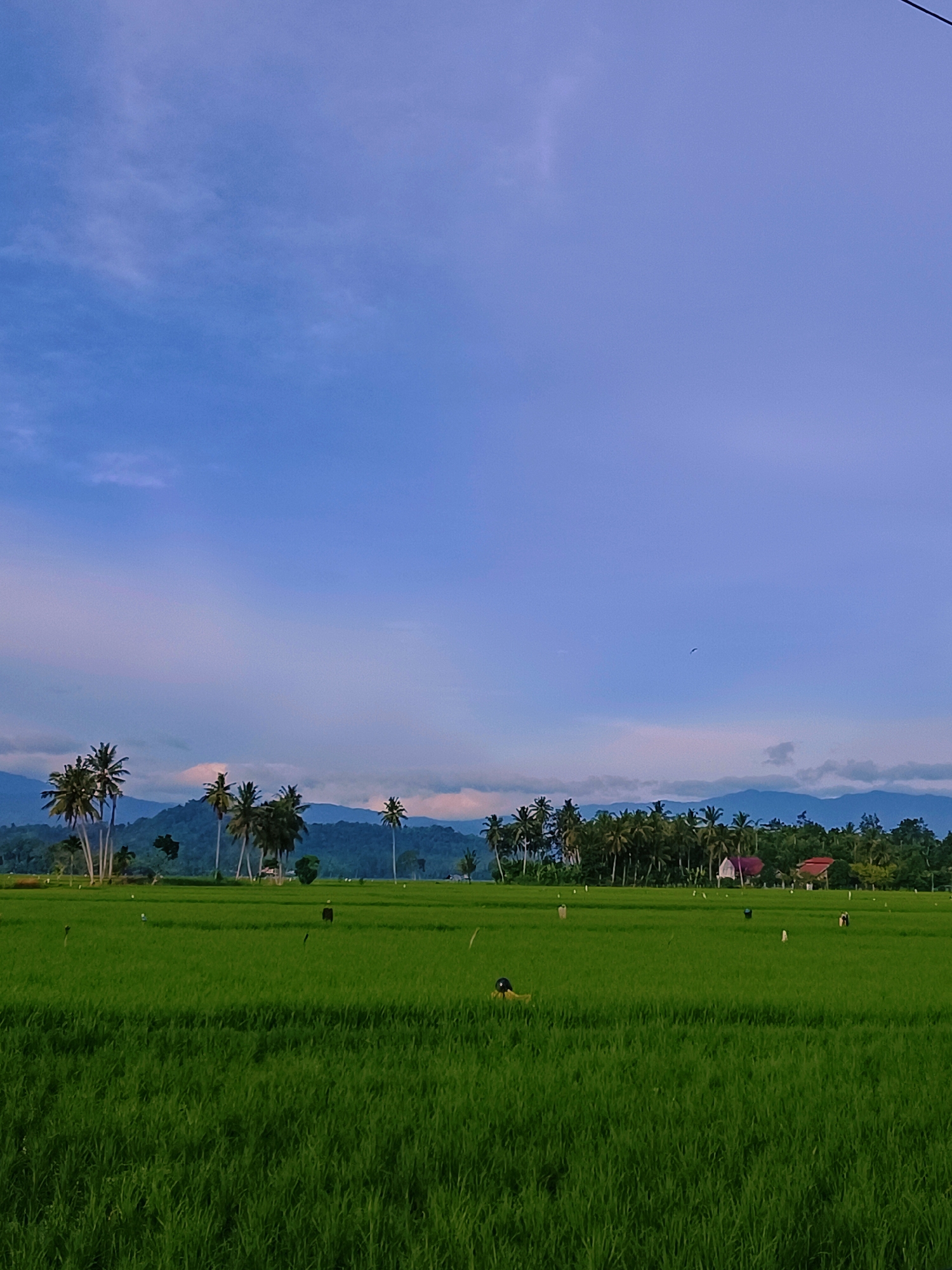 This is a vertical, eye-level, medium shot of a lush green rice paddy field in Kampung jumpa, Indonesia, under a pale blue sky with scattered clouds tinged with pink. In the foreground, the vibrant green rice stalks dominate the frame, appearing dense and healthy. Scattered throughout the field are several scarecrows, some with dark conical hats, standing tall amidst the rice plants.
A line of palm trees, varying in height, stretches across the middle ground, creating a distinct visual barrier. Behind the palm trees, a dense line of trees forms a dark green backdrop. Beyond the trees, distant, undulating mountains, appearing in shades of blue and purple, rise against the horizon. A few houses, with red and white roofs, are visible nestled amongst the trees. The sky above is a soft gradient of blue, transitioning to lighter tones towards the horizon, with wispy, pink-tinged clouds adding a touch of color. A small dark speck, possibly a bird, is visible high in the sky. The overall impression is one of a serene rural landscape, bathed in the soft light of early morning or late afternoon.