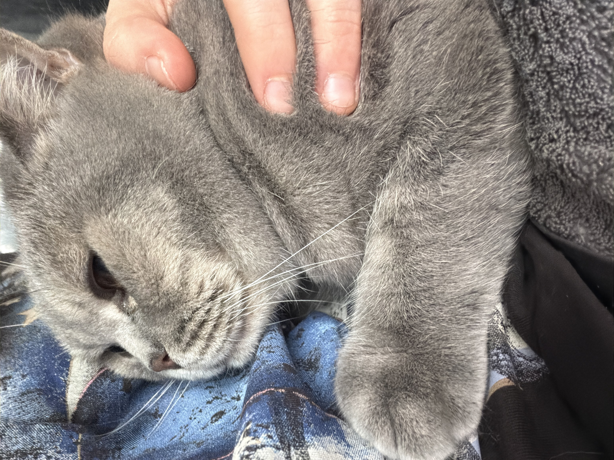 A gray cat is being petted. The cat is resting on a blue and white patterned surface. A hand with short nails is petting the cat's head. The setting appears to be indoors. There is no visible indication of the city of Perm, Russia, or any other specific location.