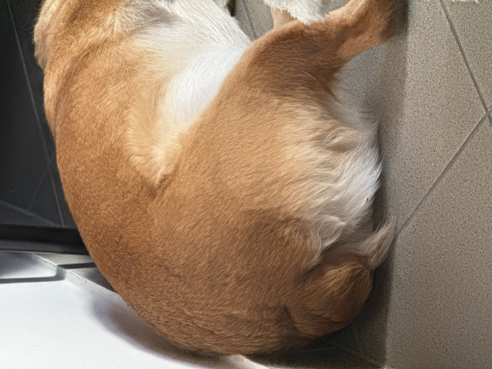 This close-up image shows a domestic dog resting indoors in the City of Zagreb, Croatia. The dog, primarily seen from its back and side, is curled up or sleeping on a tiled floor. Its fur is a rich tan and light brown, contrasting with distinct patches of white fur on its underside, inner hind legs, and around its tail area. The soft texture of the dog's fur is clearly visible.
The animal is positioned against a light-colored, possibly white, surface on the lower-left, which appears to be part of a furniture piece or wall base. To the right, the floor is covered with light-colored, textured tiles with visible grout lines, suggesting a common indoor flooring material. Further left, a darker, indistinct object partially frames the dog. The lighting is soft and even, typical of an indoor environment, creating a peaceful and serene atmosphere. No human subjects or discernible text are present in the frame. The dog appears calm and undisturbed in its resting state.