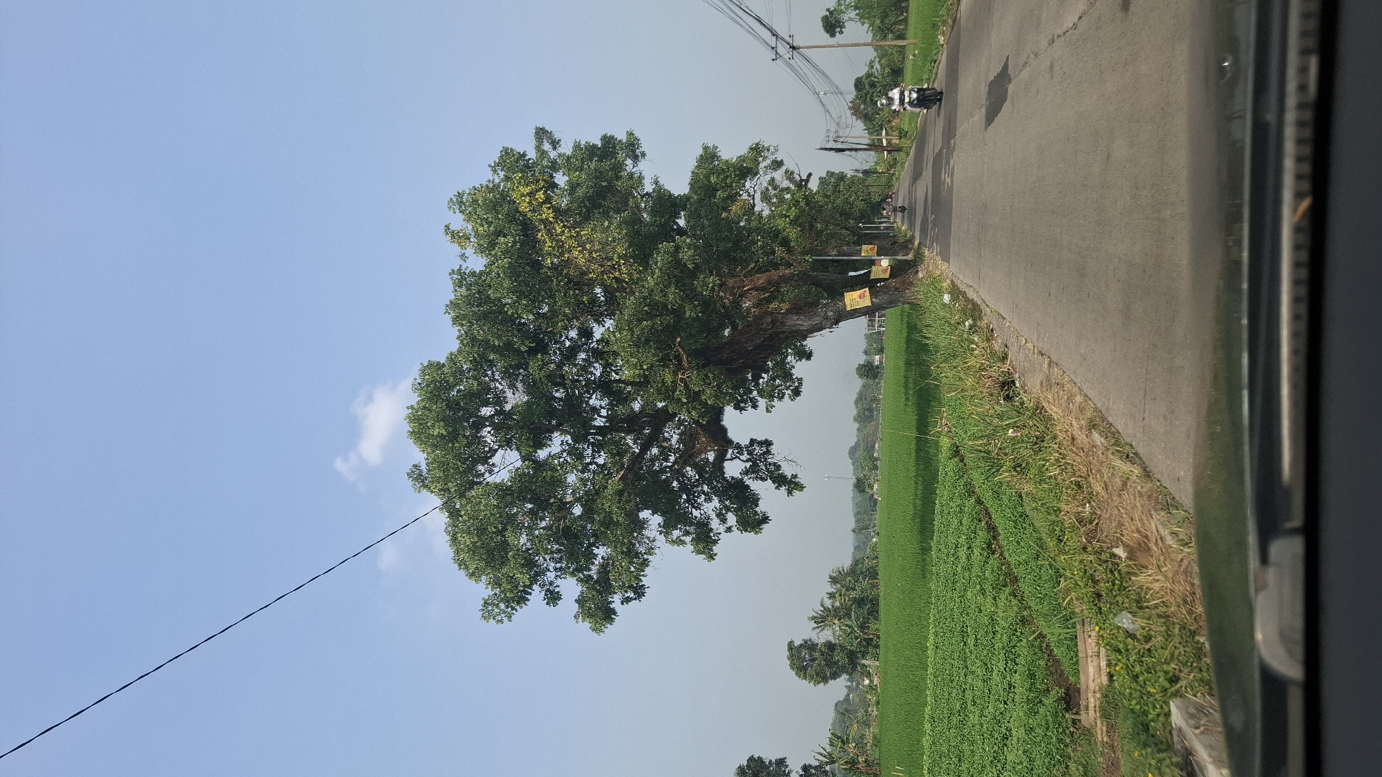 The image captures a road scene in Sukasari, Indonesia. A paved road stretches into the distance, flanked on the left by a vast, vibrant green field, likely rice paddies or a similar crop. The field is meticulously cultivated with neat rows. On the right side of the road, a large, mature tree with a sprawling canopy dominates the foreground. Its branches extend over the road, creating a partial canopy. Several smaller trees line the right side of the road, creating an avenue effect.
A single power line runs diagonally across the clear blue sky in the upper left quadrant of the image. There are a few scattered white clouds. Electrical wires and poles are visible along the right side of the road.
Two individuals are present on the road, both riding motorcycles. One motorcycle, ridden by a person wearing a white shirt and helmet, is traveling away from the viewer on the right side of the road. Another motorcycle is further ahead on the same side, also moving away.
The overall impression is one of a rural or semi-rural environment under a bright, clear sky. The bottom of the image shows the interior of a vehicle, suggesting the photograph was taken from inside a car. The scene is characterized by natural elements like the fields and trees, alongside infrastructure such as the road and power lines.
