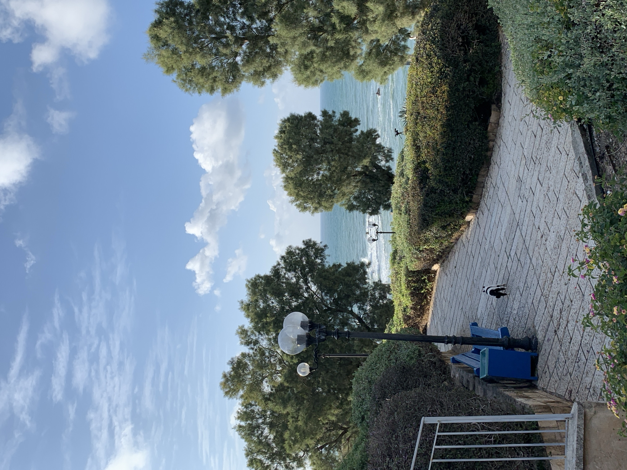 This daytime image displays a scenic coastal promenade in Tel Aviv, Israel, specifically within the historic Jaffa area overlooking the Mediterranean Sea. A winding pathway, paved with light-colored rectangular stone blocks, occupies the lower and central portions of the frame. To the left of the pathway, a dark blue metal park bench is positioned next to a matching rectangular trash receptacle. Adjacent to these, a tall, black ornate streetlamp with three clear spherical glass globes illuminates the area. A small, bicolored black and white cat is observed walking away from the viewer on the paved path, just beyond the lamppost. Dense, manicured green hedges line both sides of the pathway, leading towards the horizon. Several large, evergreen trees with rich foliage frame the view of the sea. The background features the turquoise waters of the Mediterranean Sea with discernible white-capped waves. A single, dark, indistinct object, possibly a small boat or buoy, is visible in the mid-distance on the water. The sky above is clear blue with scattered white cumulus clouds. A light-colored metal railing is partially visible in the bottom-left foreground.