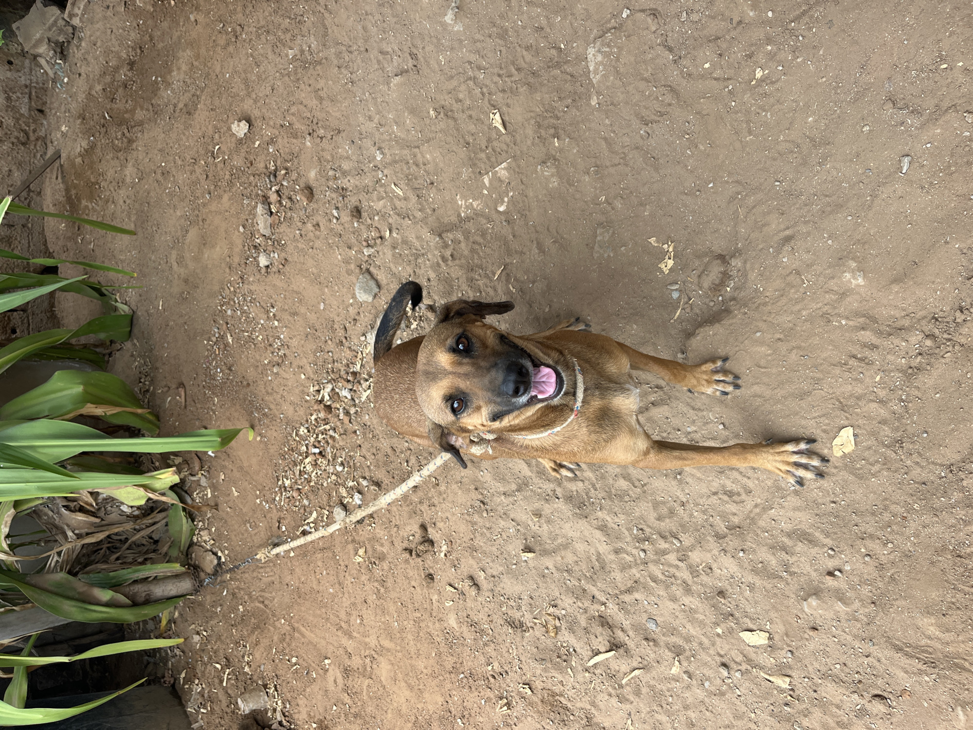 A medium-sized, brown dog with floppy ears and a black-tipped tail is lying on sandy ground in what appears to be a backyard. The dog is wearing a decorative rope collar and is looking directly at the camera with its mouth open and tongue out, appearing happy. In the background, there are lush green plants with large leaves and a rough brick wall. A thick rope is visible, tethering the dog to a post. The ground is a mixture of sand, small stones, and dry leaves. The scene is outdoors, with the lighting suggesting it is daytime. The image is captured from a high-angle perspective, looking down at the dog. The overall impression is of an informal, outdoor setting, possibly in a residential area. Based on the provided information, this scene is located in Juan Griego, Venezuela.