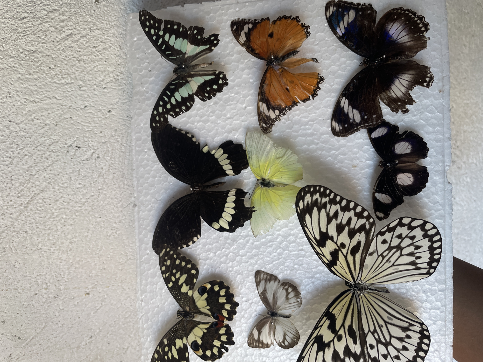 The image displays a collection of deceased butterflies arranged on a white, textured surface, likely a piece of styrofoam. There are nine butterflies visible, varying in size, color, and pattern. Some have black and yellow wings, others are predominantly black with white markings, and one is a bright orange. The background is a rough, off-white wall. The lighting suggests an indoor setting. There is no identifiable context indicating a specific location within Davao City, Philippines. The arrangement appears to be static, with no visible human interaction at the moment the photograph was taken.