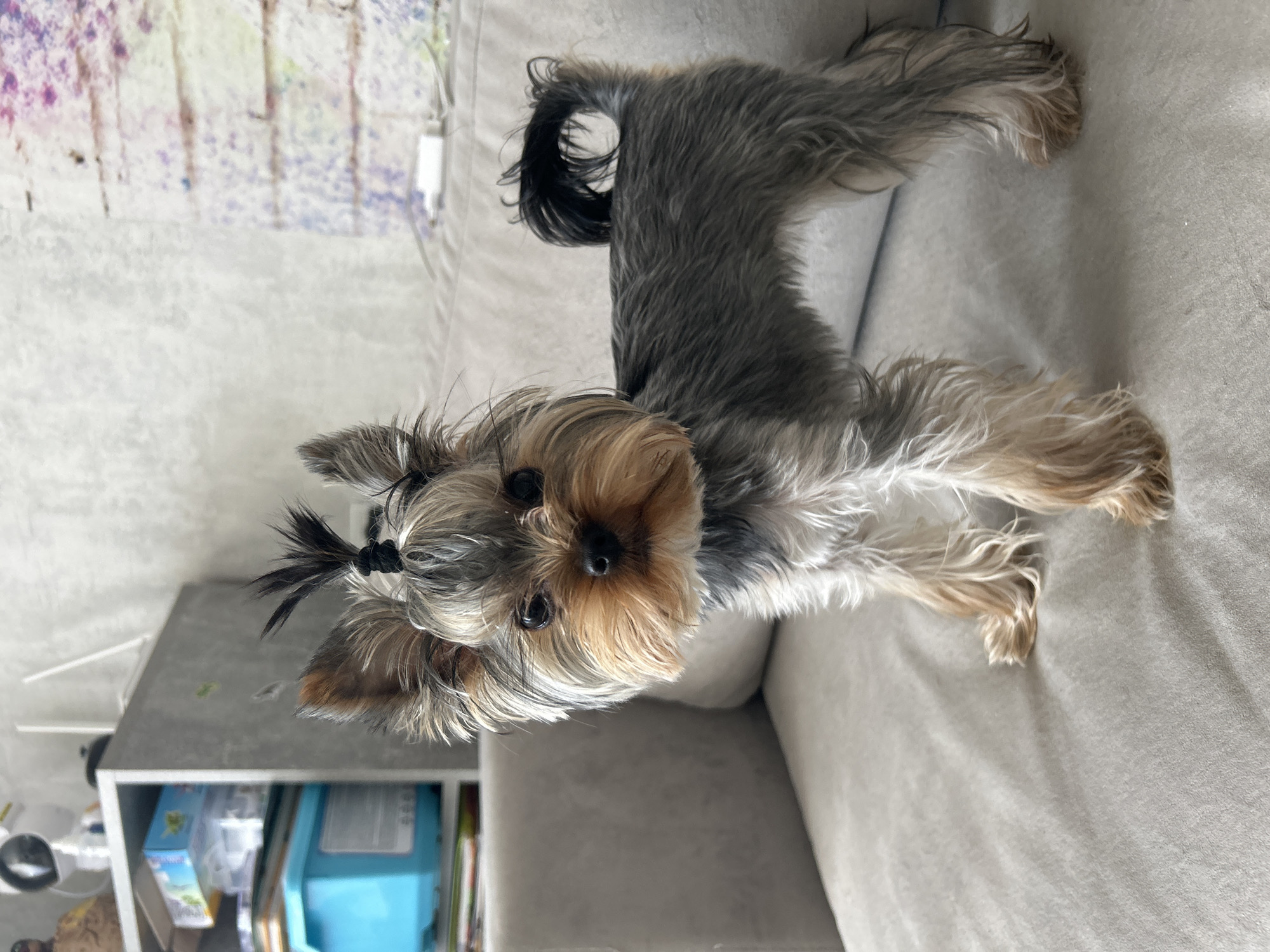 A Yorkshire Terrier stands on a light gray sofa. The dog has dark eyes, a black nose, and tan and gray fur. Its ears are erect, and its tail is curled over its back. A small black hair tie is used to create a topknot on its head. In the background, a gray shelving unit is filled with various items, including boxes and books. The wall behind the sofa has a textured pattern resembling brick. The setting appears to be an indoor residential environment in Chaikovsky, Russia.
