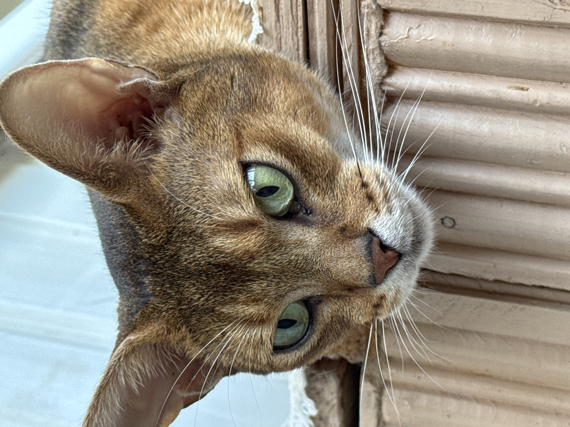 A close-up, eye-level shot captures the head of an Abyssinian cat resting on a textured, beige surface. The cat's fur is a rich reddish-brown with subtle tabby markings. Its large, intelligent green eyes are looking downwards and slightly to the left, with pupils dilated into narrow vertical slits. Long, white whiskers fan out from its muzzle. The background is softly blurred, with a hint of a light-colored fabric or curtain. The beige surface appears to be made of corrugated cardboard or a similar material. The cat is positioned in a way that suggests it is peering over an edge or resting its head on this surface. There is no indication of the cat's location within the city of Noviy, Russia.