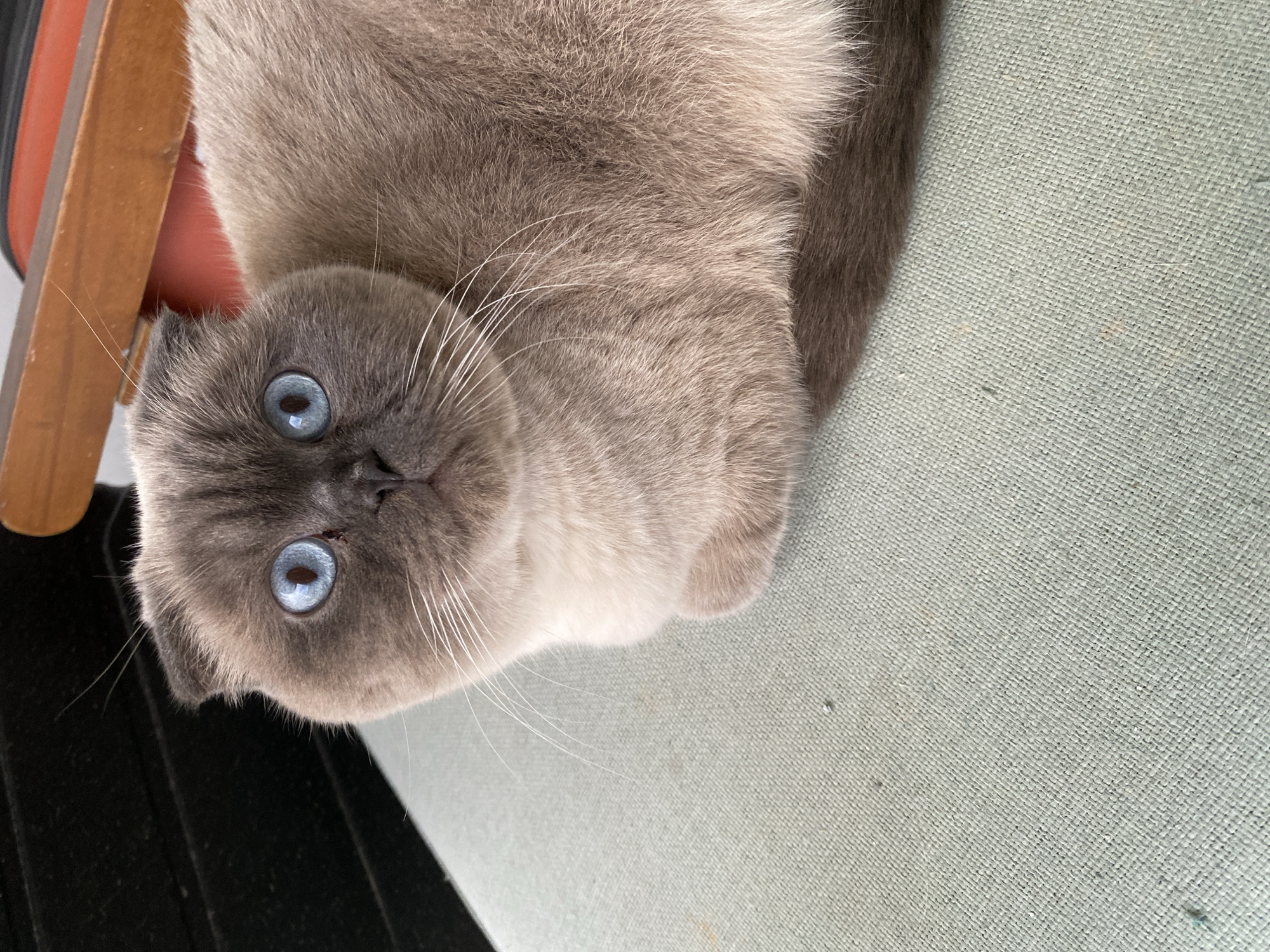 A gray and tan cat with blue eyes is lying on a textured light green surface. A wooden object is visible in the upper left corner of the image. The cat is the primary subject, positioned facing the viewer with its head tilted slightly. The environment appears to be indoors, with a focus on the cat and the surface it is resting on. There is no information to assume it is located in the city of Alanya, Turkey.