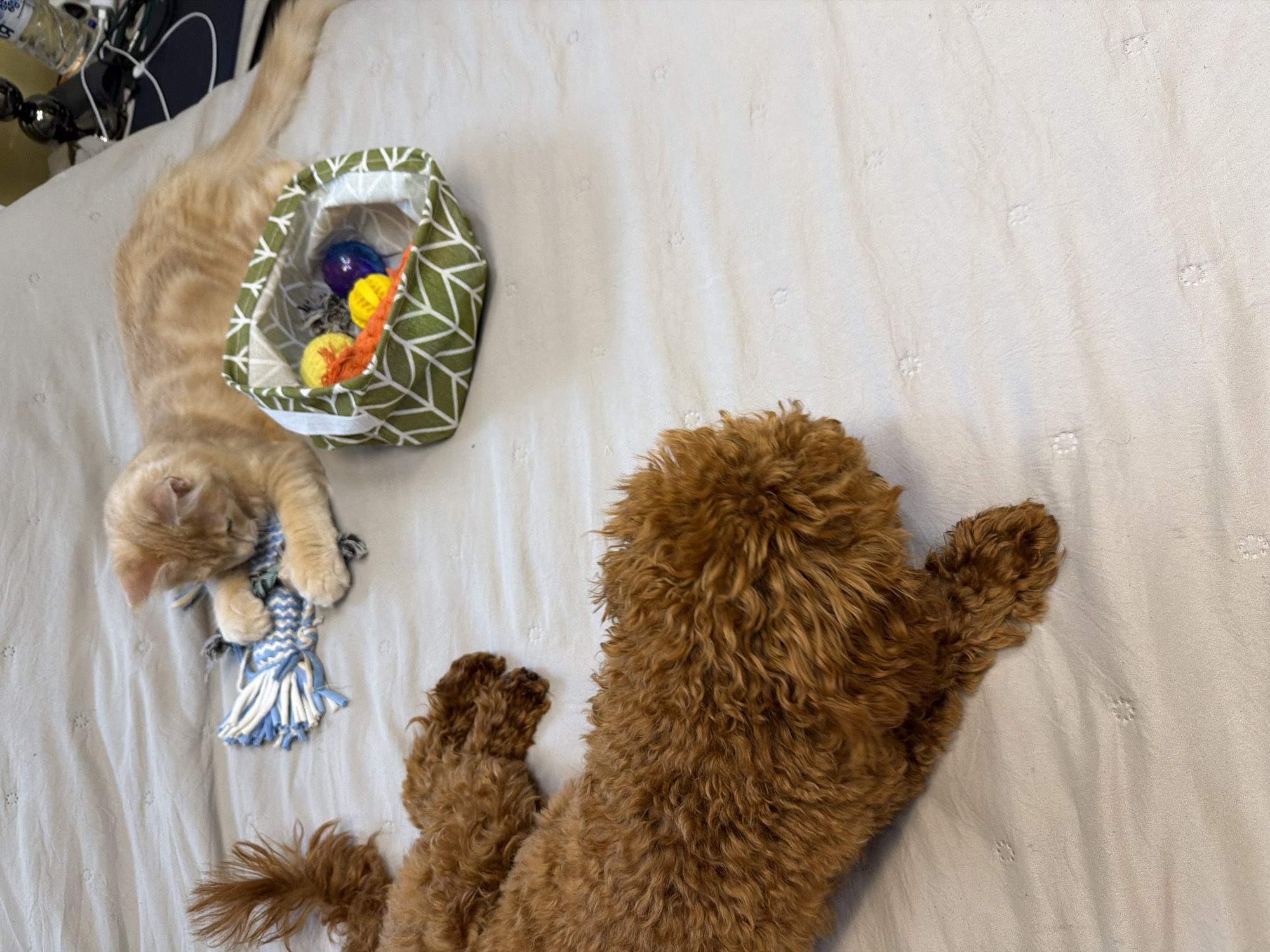 This image shows an orange tabby kitten and a brown poodle-mix dog on a bed with a light-colored duvet. The kitten is playing with a blue and white rope toy. Next to the kitten is a green fabric basket filled with colorful cat toys. The dog is lying on the bed facing away from the camera, with its tail curled up. The scene appears to be indoors, likely in a residential setting. There is no information available to suggest the location is in Sofia, Bulgaria.