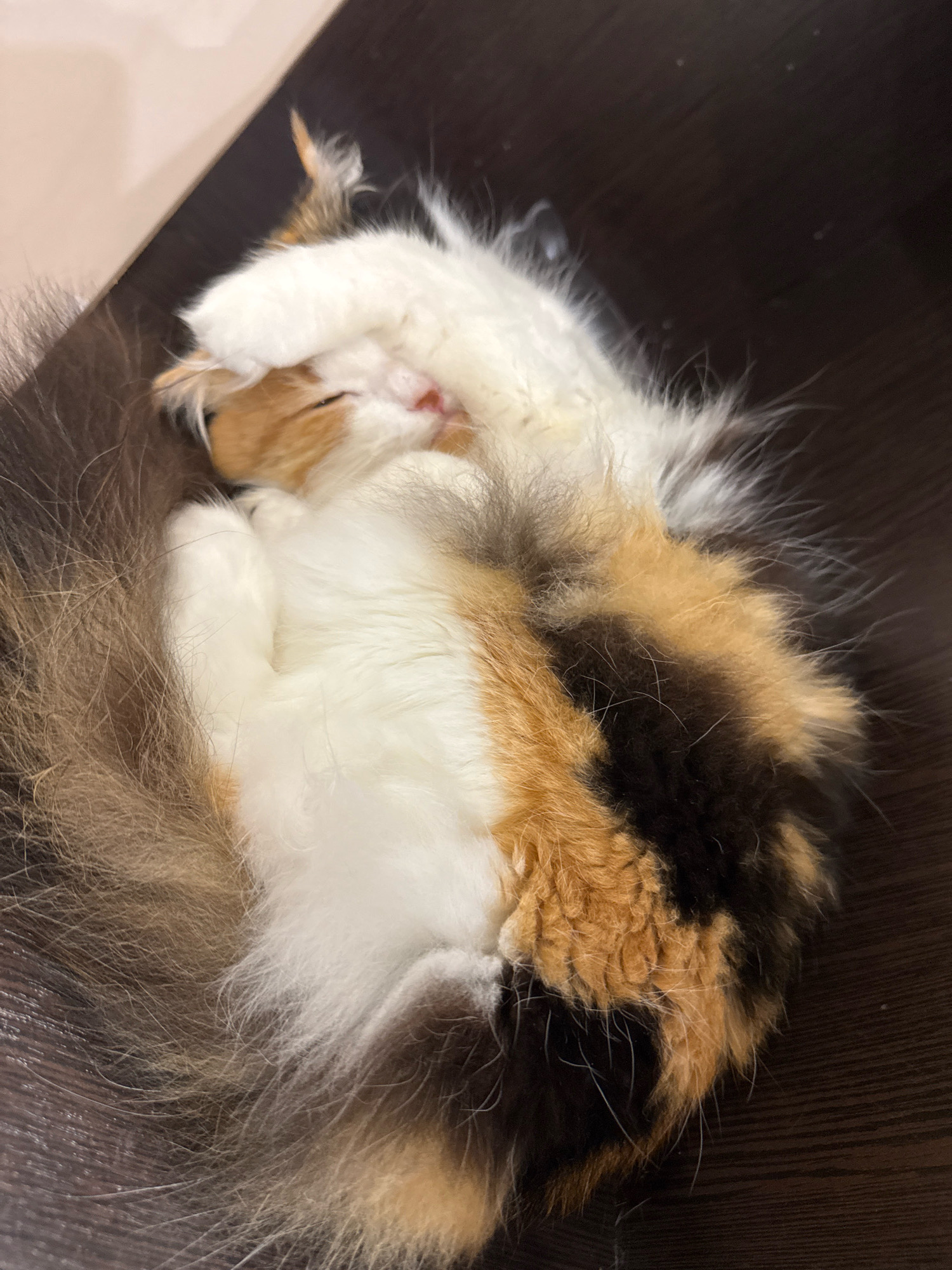 A calico cat is curled up asleep on a dark wooden surface. The cat's paws are covering its face, and its tail is wrapped around its body. The cat's fur is a mix of white, orange, and black. The scene appears to be indoors. There is no indication of the city of Sochi, Russia.