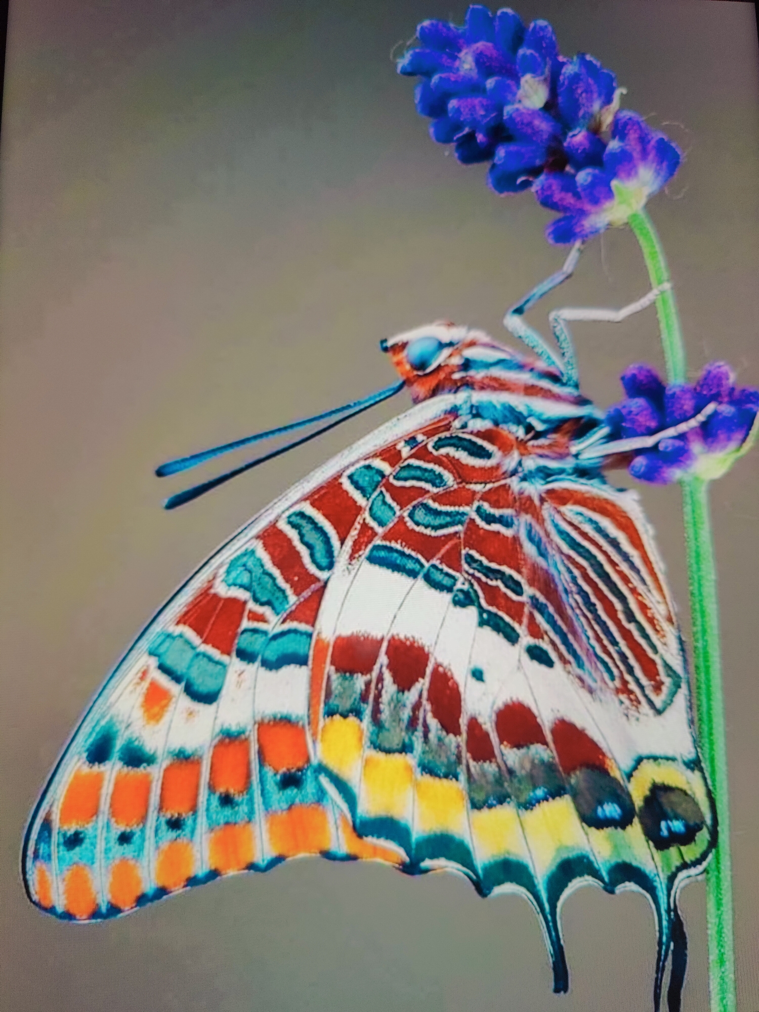 The image displays a close-up, highly detailed photograph of a butterfly with vibrantly colored wings perched on a sprig of lavender. The butterfly's wings exhibit a striking pattern of red, white, turquoise, orange, and yellow. Its body is slender, and its antennae are long and blue. The lavender flowers are a deep purple, clustered together on a thin green stem. The background is a muted, soft gray, which helps the butterfly and flower stand out. There are no discernible elements in the image that can be used to determine its location in Baku City, Azerbaijan, or any other specific geographic area. The photograph focuses solely on the natural subject matter.