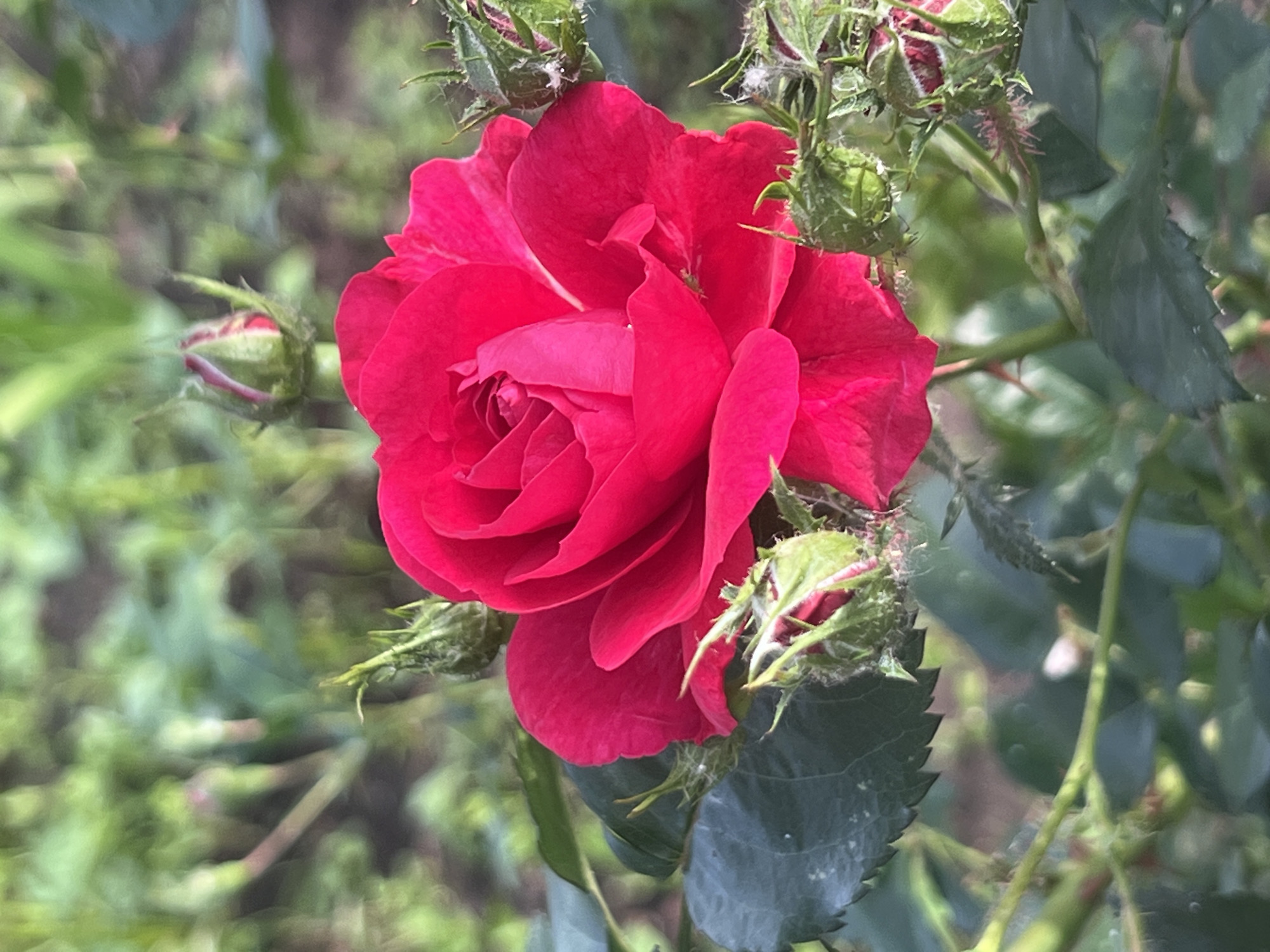 A close-up shot features a vibrant red rose in full bloom, with its petals unfurling gracefully. The rose is surrounded by several green rosebuds, some partially open and revealing hints of red. The background is softly blurred, showcasing a lush green garden environment with hints of sunlight filtering through the foliage. The image does not depict any people, actions, or interactions. The scene is of a natural setting, likely a garden, and there is no information to suggest it is located in Chaikovsky, Russia.