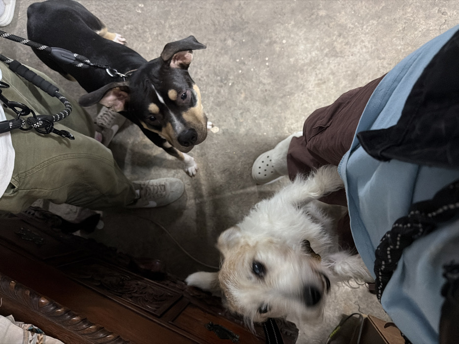 The image presents an indoor scene captured from a high-angle perspective, featuring two dogs and the lower bodies of two human subjects. The exact location within Tel-Aviv, Israel, cannot be determined from the visual information provided.
The environment consists of a light grey concrete floor. On the far left, a portion of dark wooden furniture with intricate carving is visible, suggesting an interior setting such as a residence or commercial space.
Two human subjects are partially visible:
1. One individual, positioned on the upper-left, wears olive-green cargo pants and light-colored athletic shoes. This person's hand is not visible, but a black and white braided dog leash extends downwards towards one of the dogs.
2. A second individual, occupying the lower-right foreground, wears dark maroon cargo pants and light grey clogs (Crocs). A light blue fabric garment is also visible near this person's leg.
Two dogs are present:
1. A small-to-medium-sized terrier-type dog, predominantly white with tan markings on its head and ears, is situated in the lower-left. It is looking upward towards the individual in clogs, exhibiting slight motion blur around its head. A dark collar is visible around its neck.
2. A medium-sized dog with short, black and tan fur stands on the right side of the frame. It wears a black harness connected to the braided leash held by the individual in green pants, and is looking upward towards that person.
Both dogs appear to be interacting with the human subjects, specifically by looking upwards, suggesting anticipation or a request for attention.