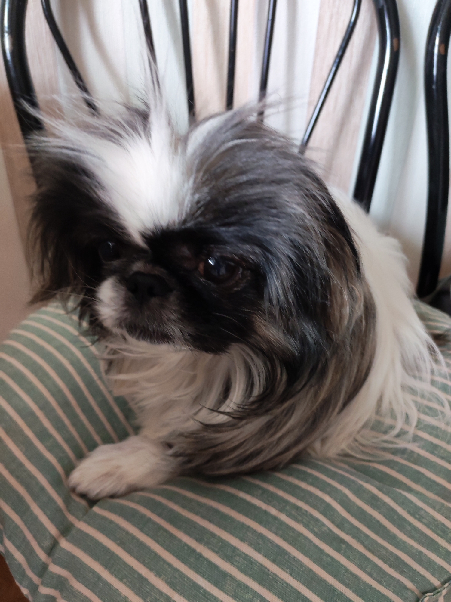 A black and white Shih Tzu dog is sitting on a chair. The chair has a striped cushion. The chair is a dark color and has vertical bars on the back. The scene appears to be indoors. There is no evidence to suggest that the image was taken in Izhevsk, Russia.